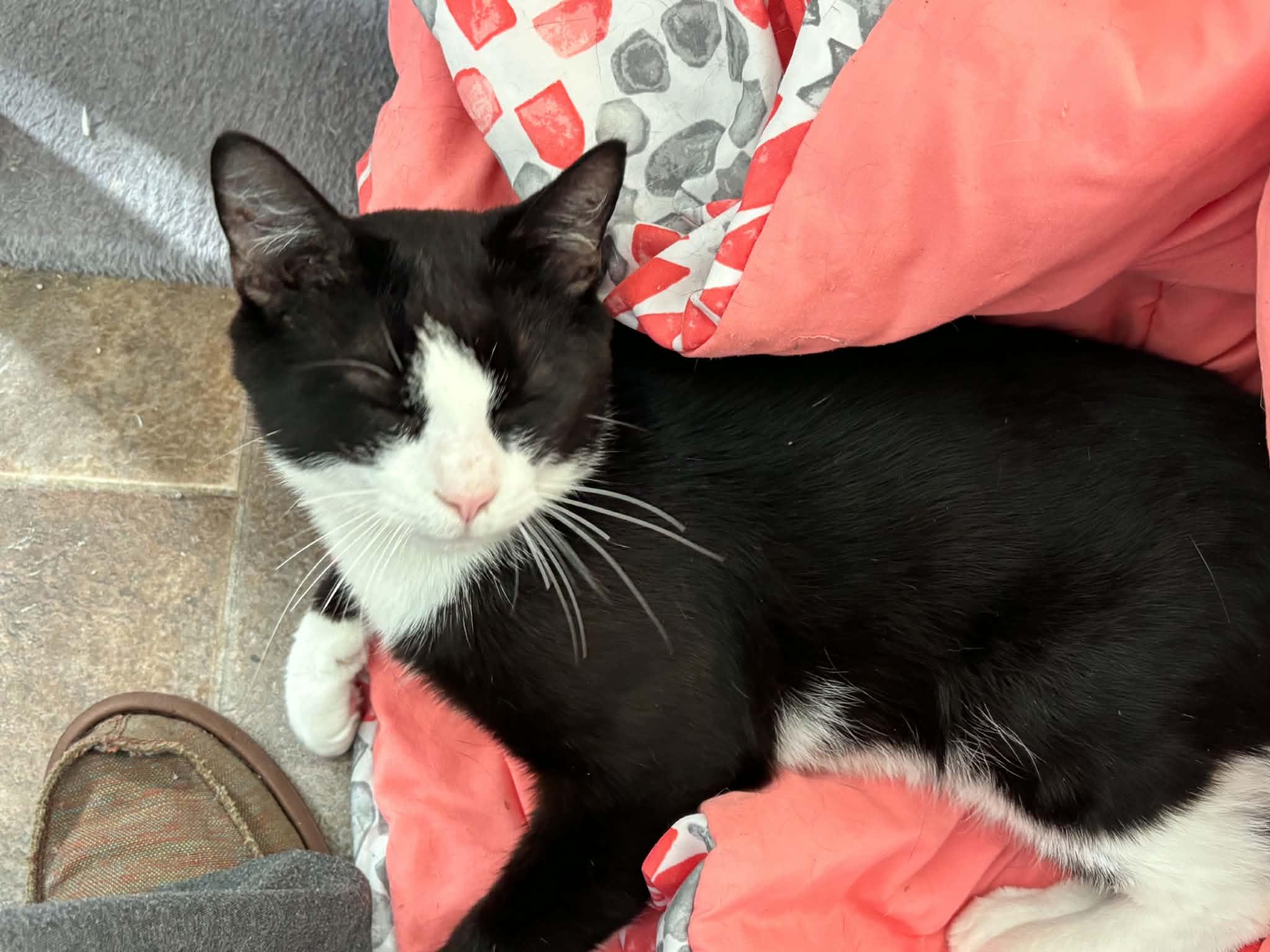 Boots - Foster Needed, a ADOPTABLE Domestic Short Hair in Queenstown, MD image 5/6