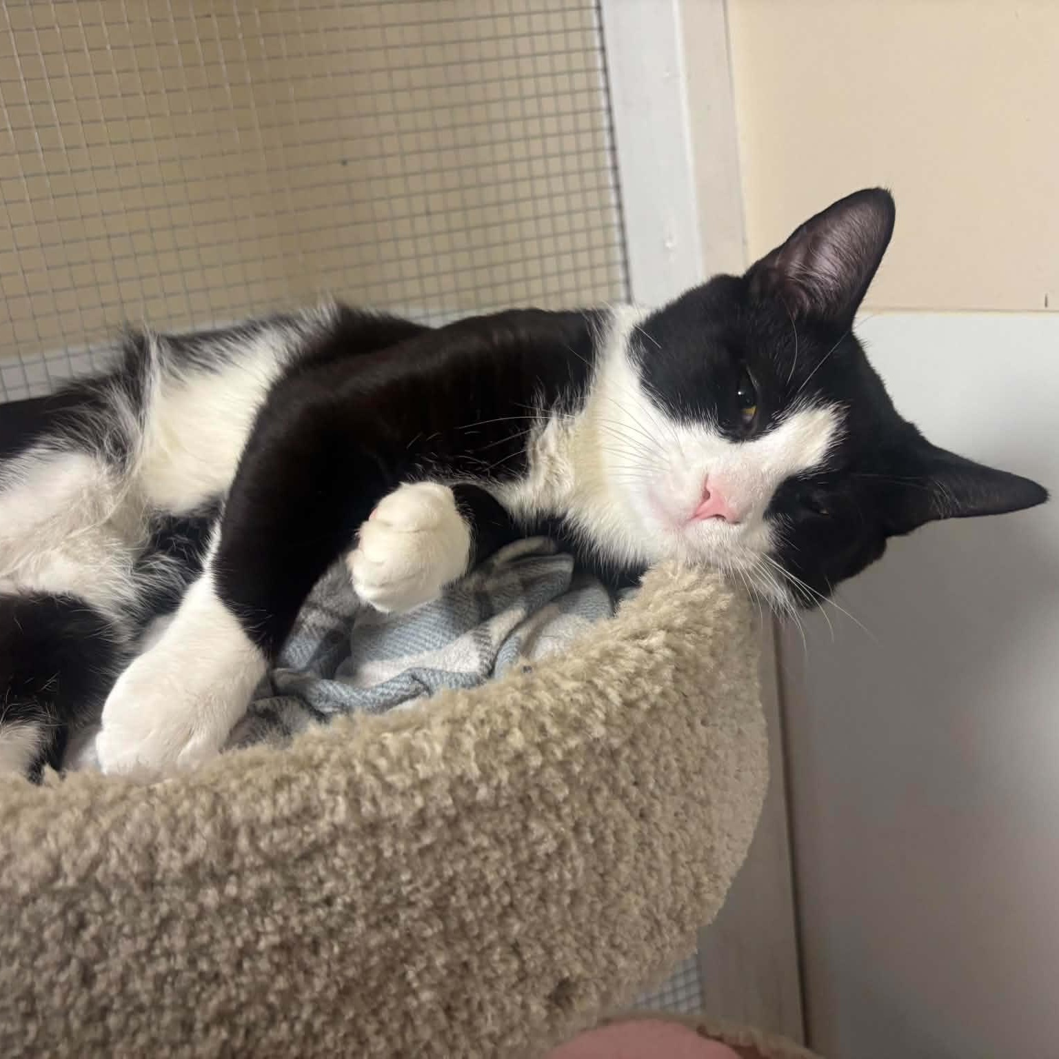 Boots - Foster Needed, a ADOPTABLE Domestic Short Hair in Queenstown, MD image 4/6