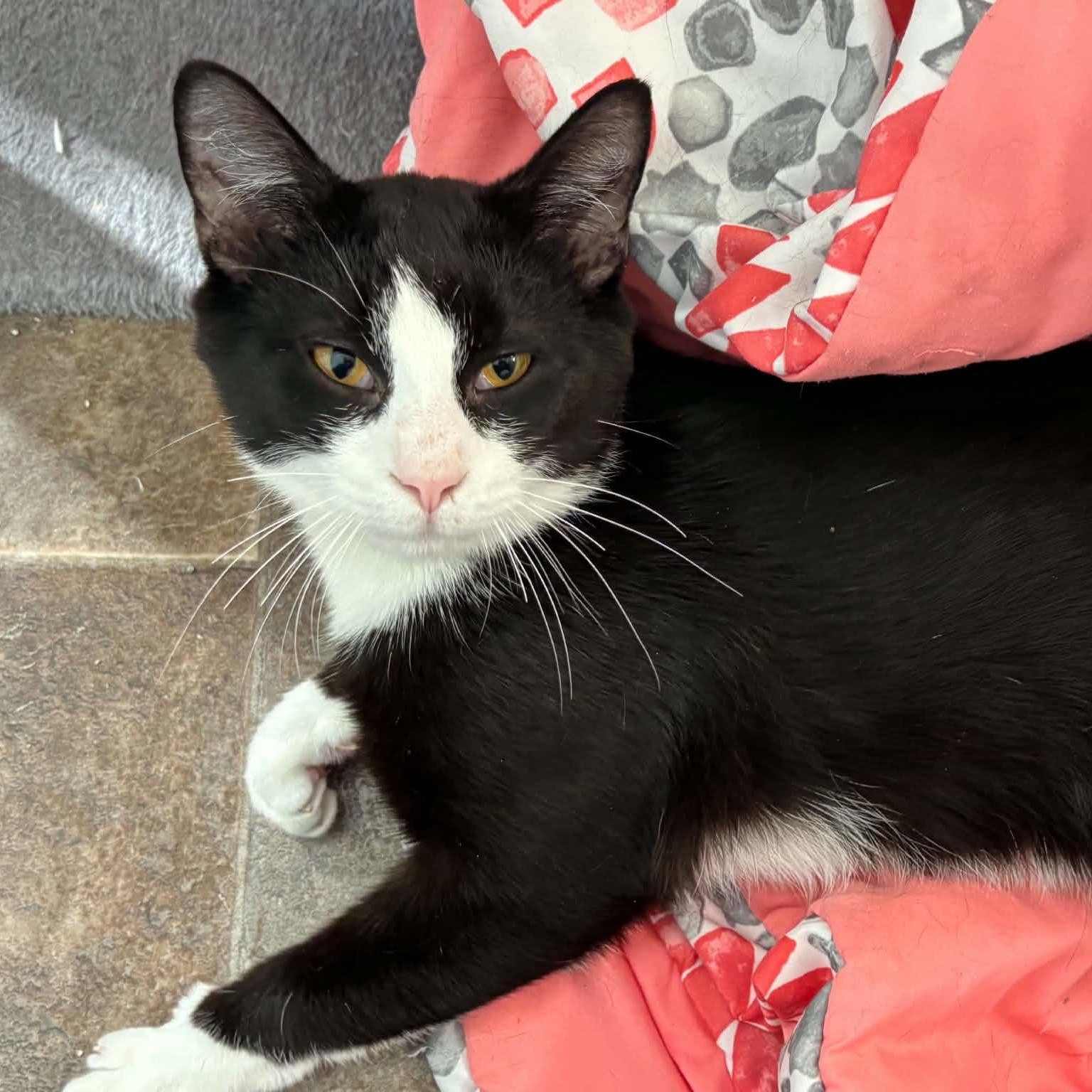 Boots - Foster Needed, a ADOPTABLE Domestic Short Hair in Queenstown, MD image 3/6
