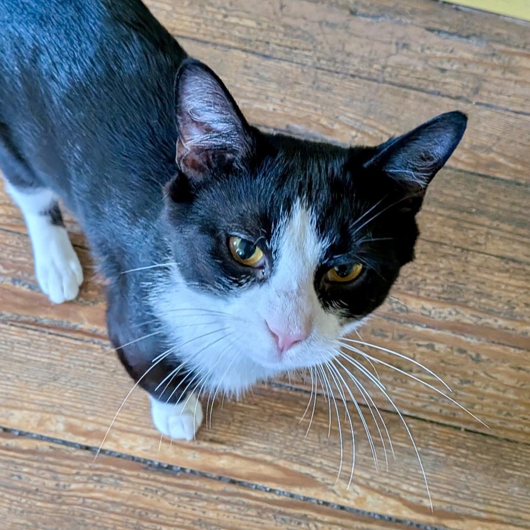 Boots - Foster Needed, ADOPTABLE, Young Male Domestic Short Hair.
