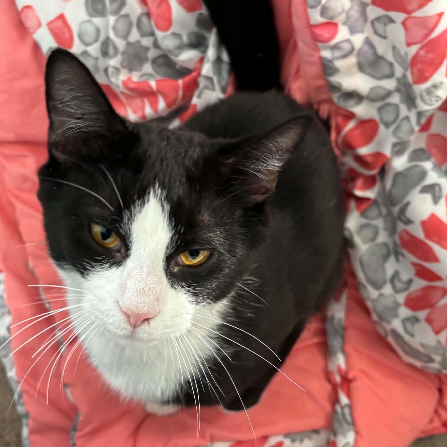Boots - Foster Needed, a ADOPTABLE Domestic Short Hair in Queenstown, MD image 6/6