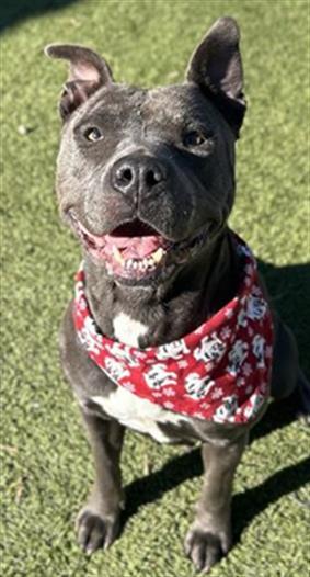 Enlarge THELMA, a Adoptable Mixed Breed in Newton, NC image 1/1