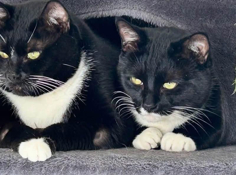 ZZ Freya, Adoptable, Adult Female Tuxedo.