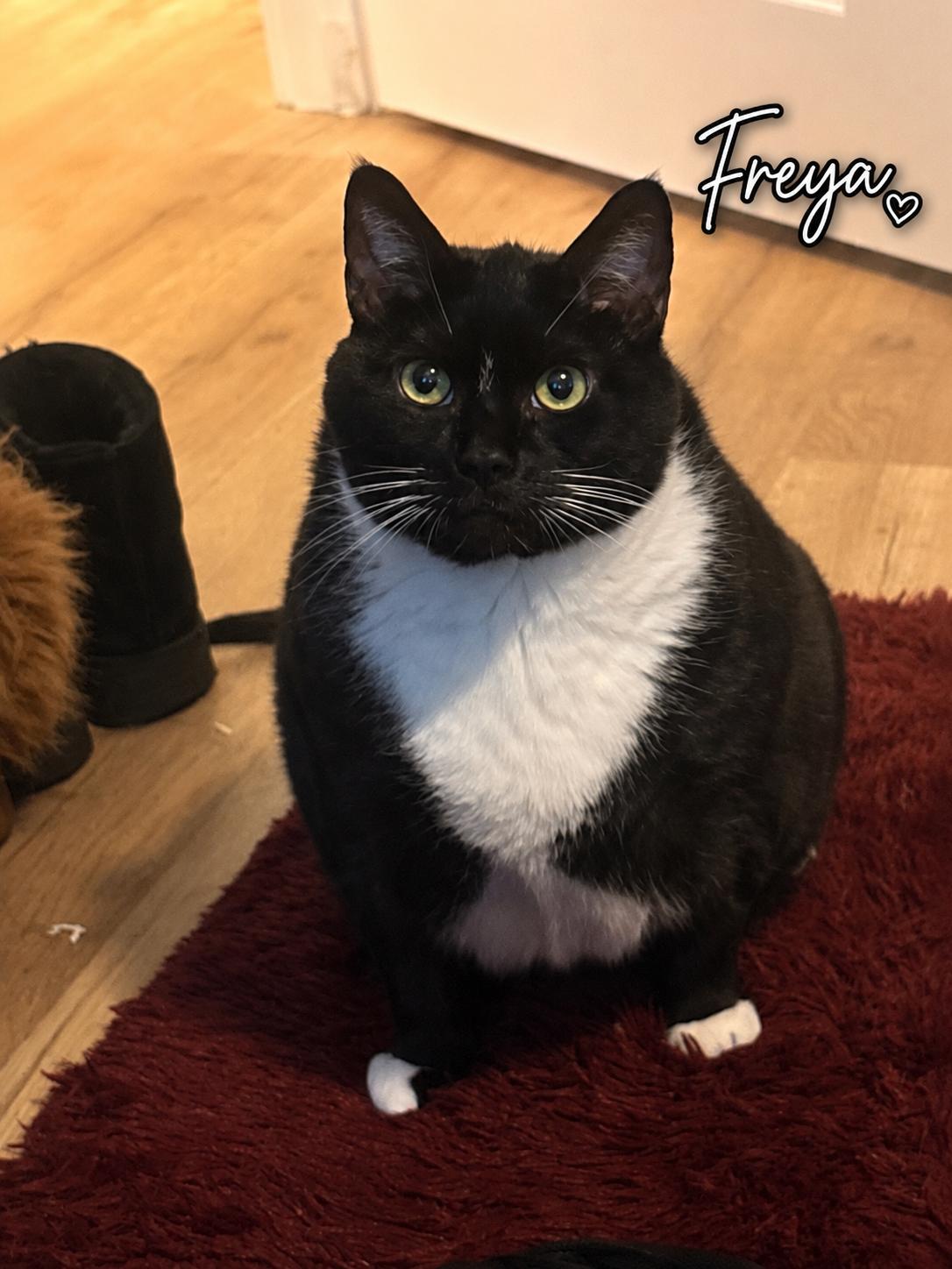 Enlarge ZZ Freya, a Adoptable Tuxedo in Seal Beach, CA image 2/2