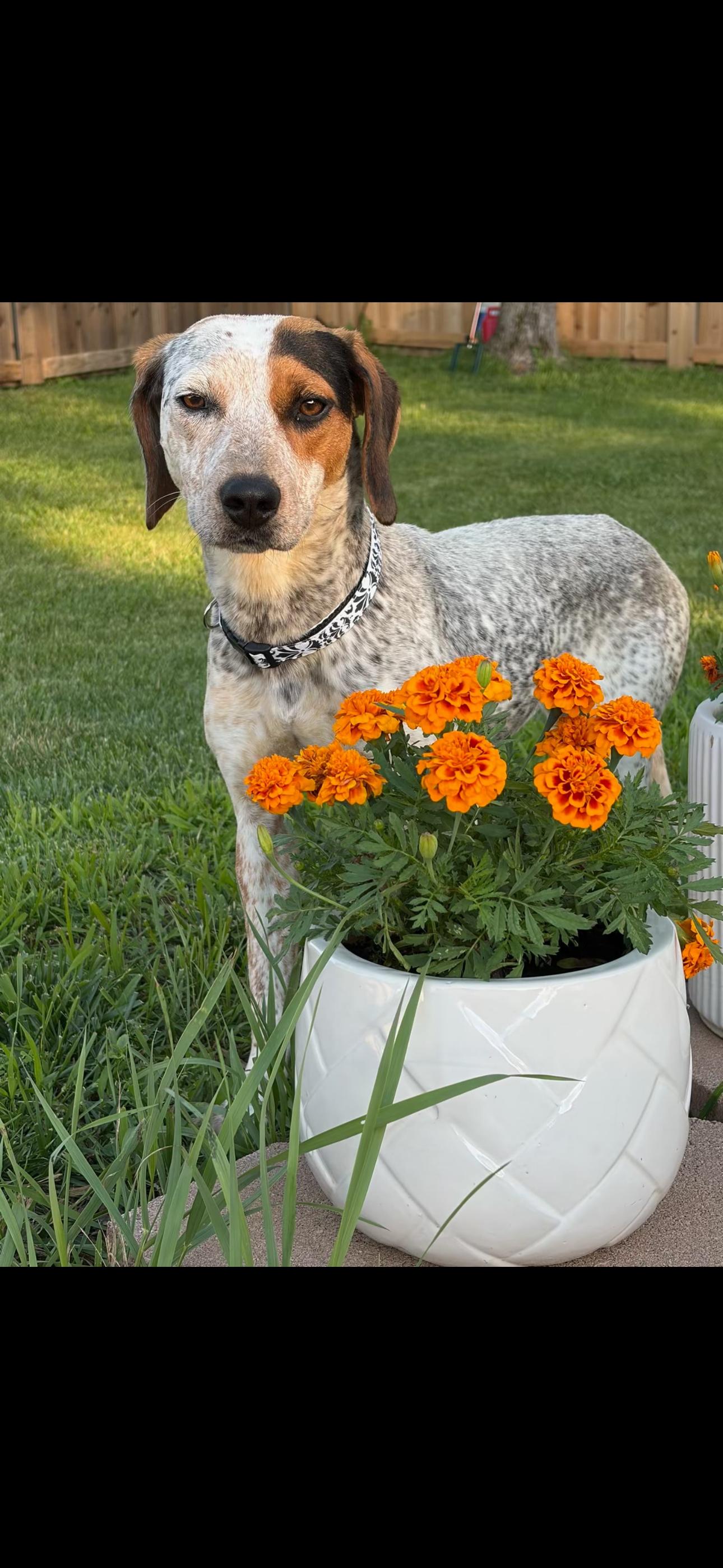 Enlarge 2156 Gracie, an adopted mixed breed in Springfield, MO image 4/5