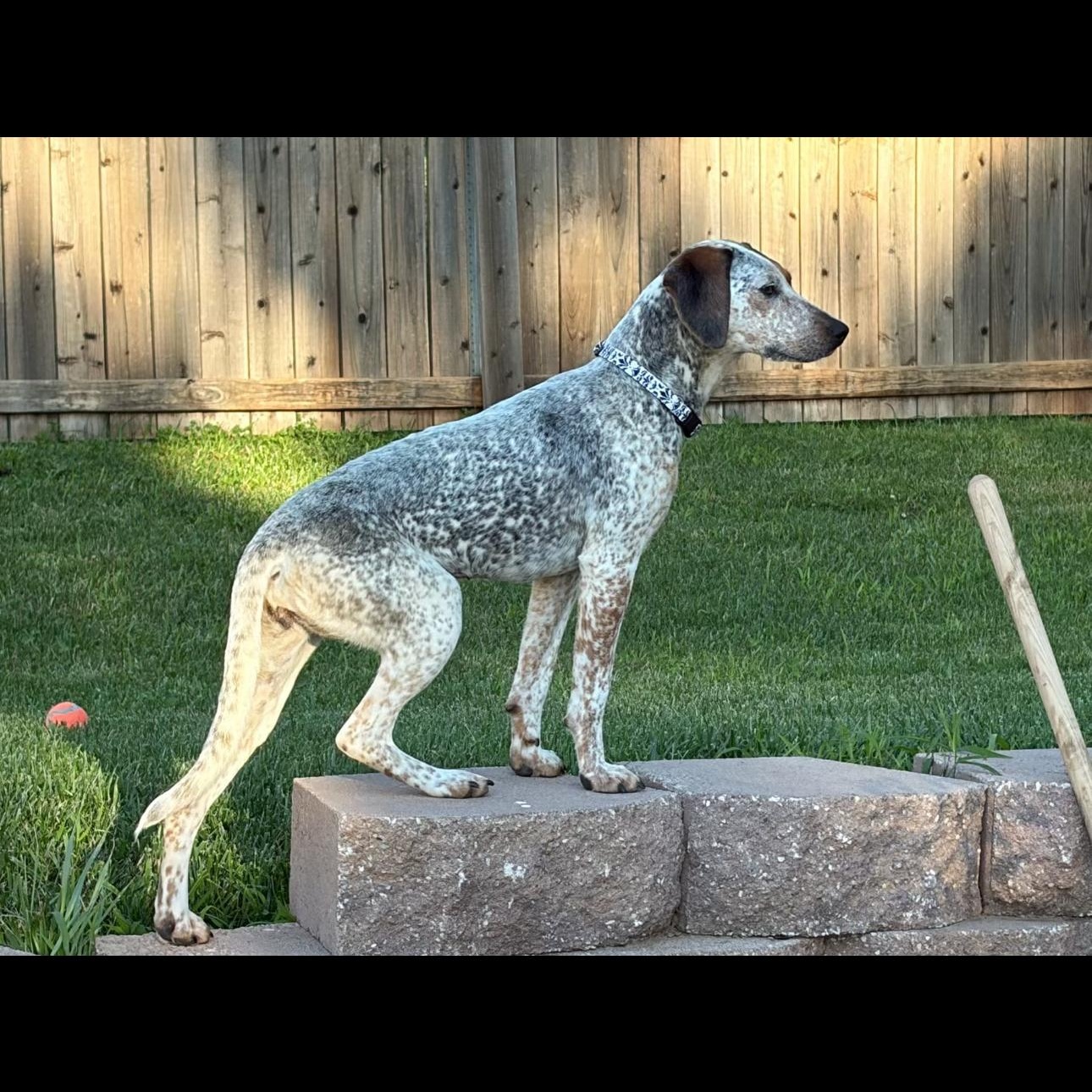 Enlarge 2156 Gracie, an adopted mixed breed in Springfield, MO image 5/5