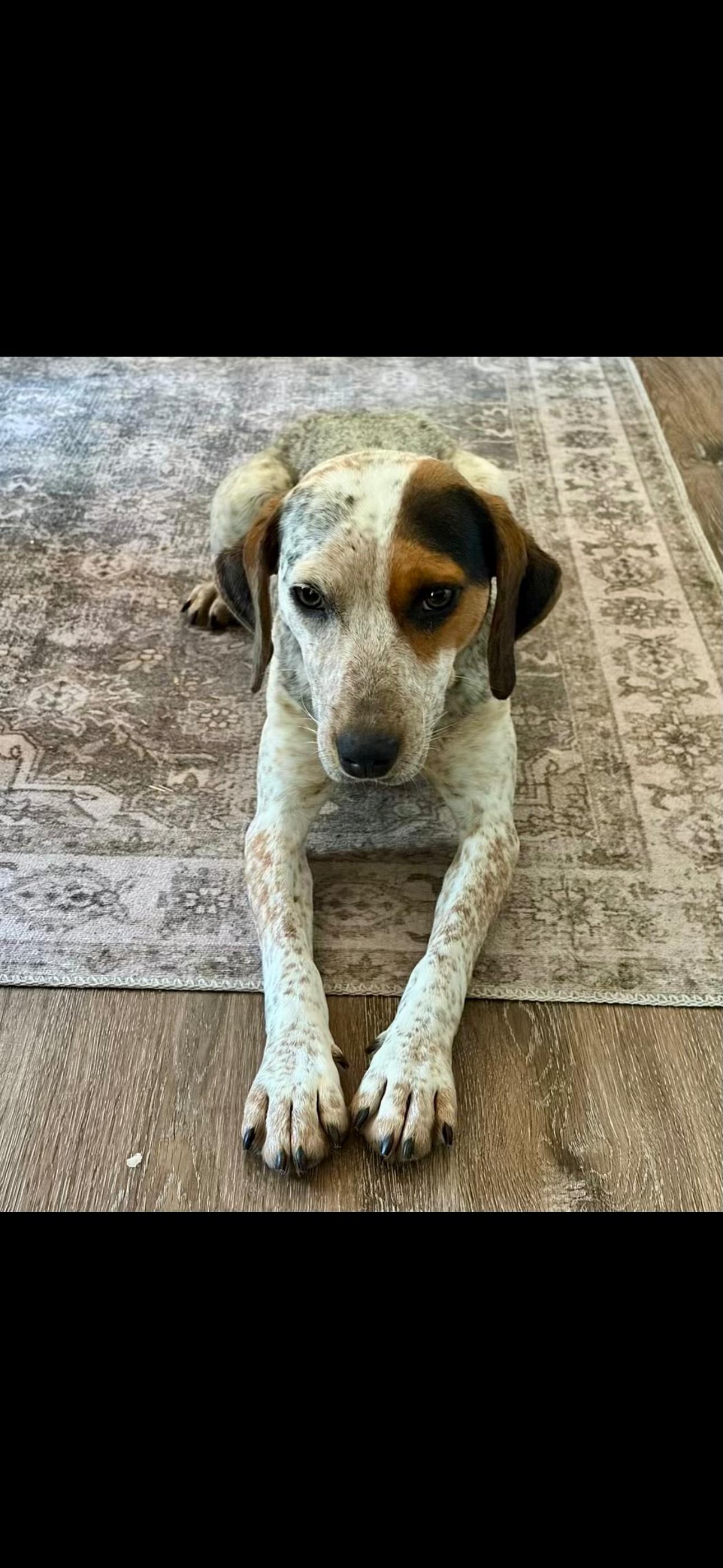 Enlarge 2156 Gracie, an adopted mixed breed in Springfield, MO image 3/5
