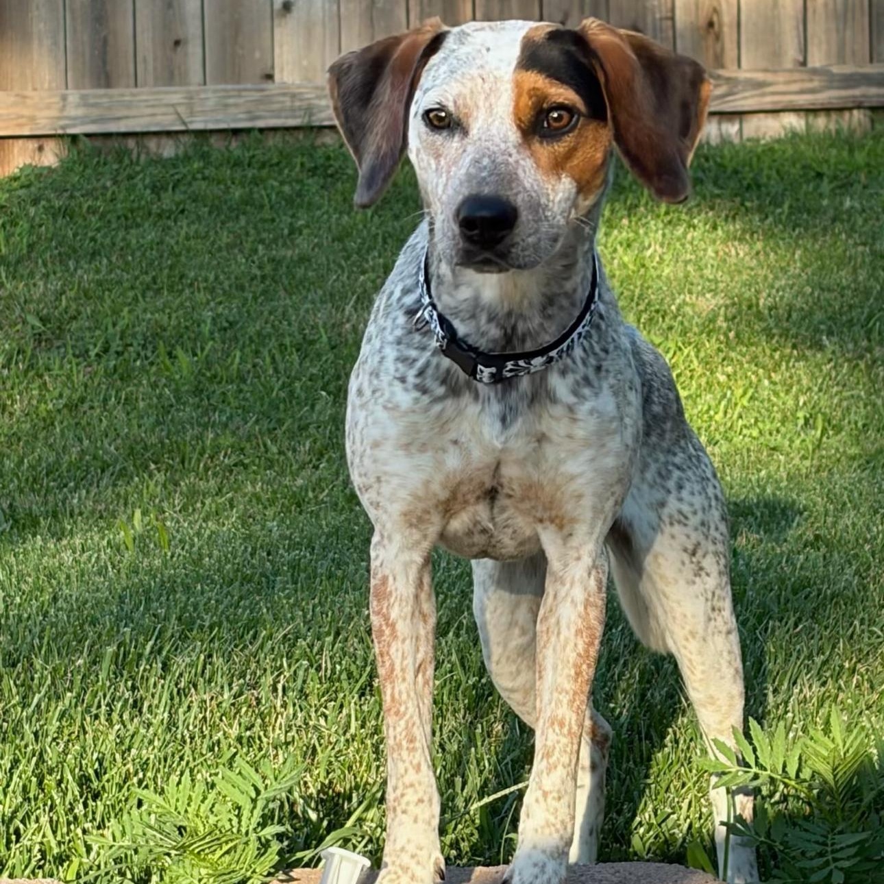 2156 Gracie, adopted, Adult Female Beagle & Australian Cattle Dog / Blue Heeler.