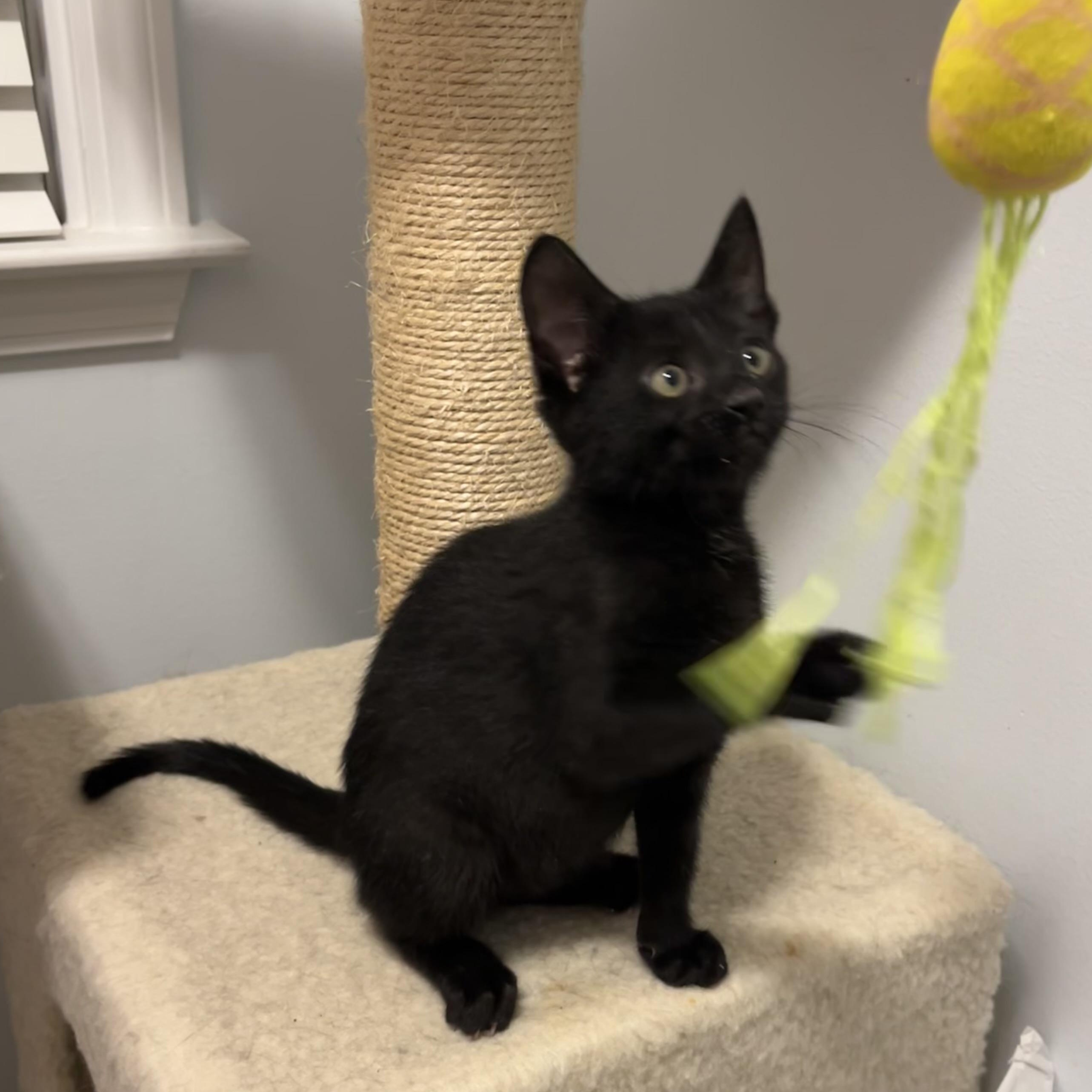 Enlarge Binx, a Adoptable Domestic Short Hair in Duluth, GA image 1/4