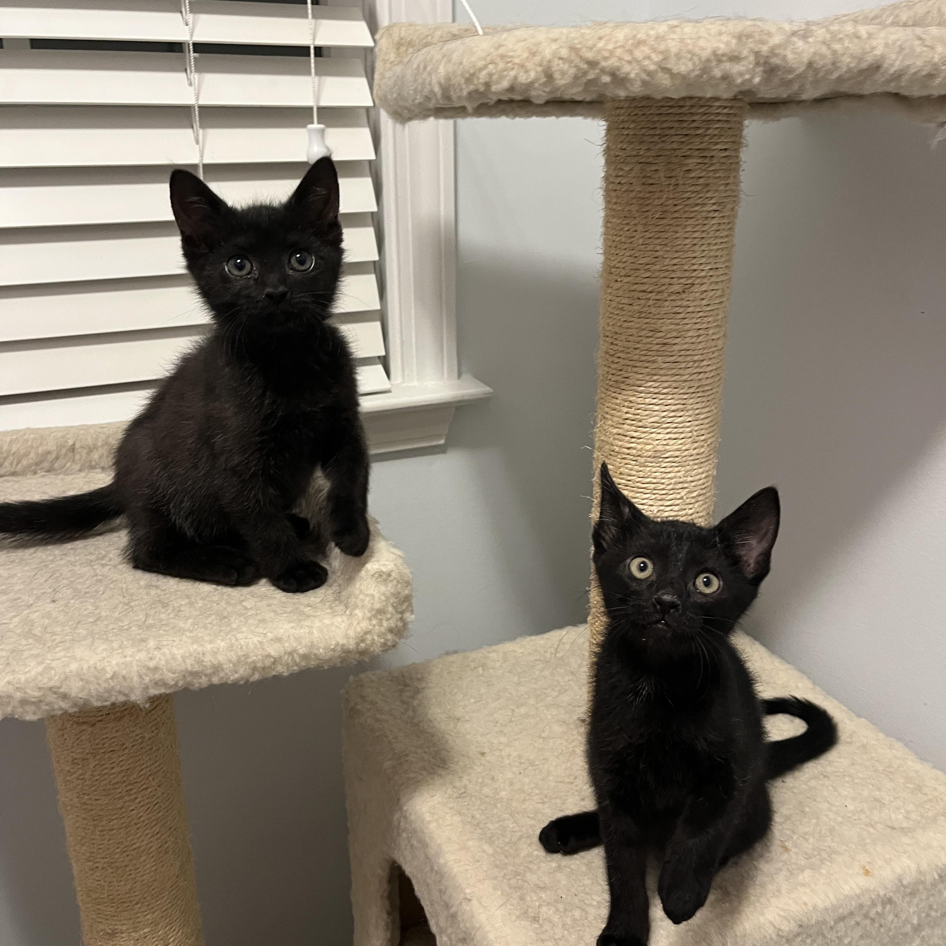 Enlarge Binx, a Adoptable Domestic Short Hair in Duluth, GA image 3/4