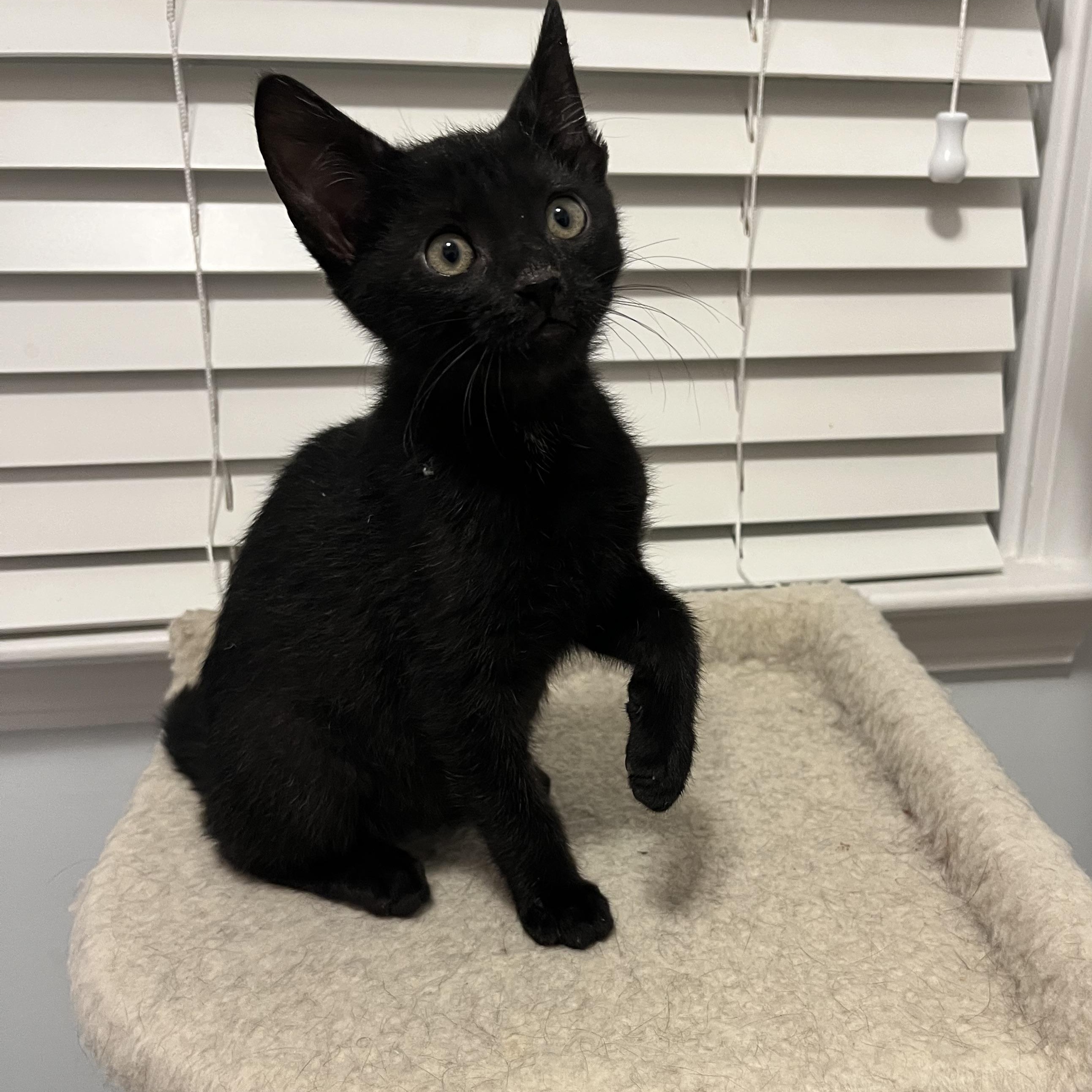 Enlarge Binx, a Adoptable Domestic Short Hair in Duluth, GA image 2/4