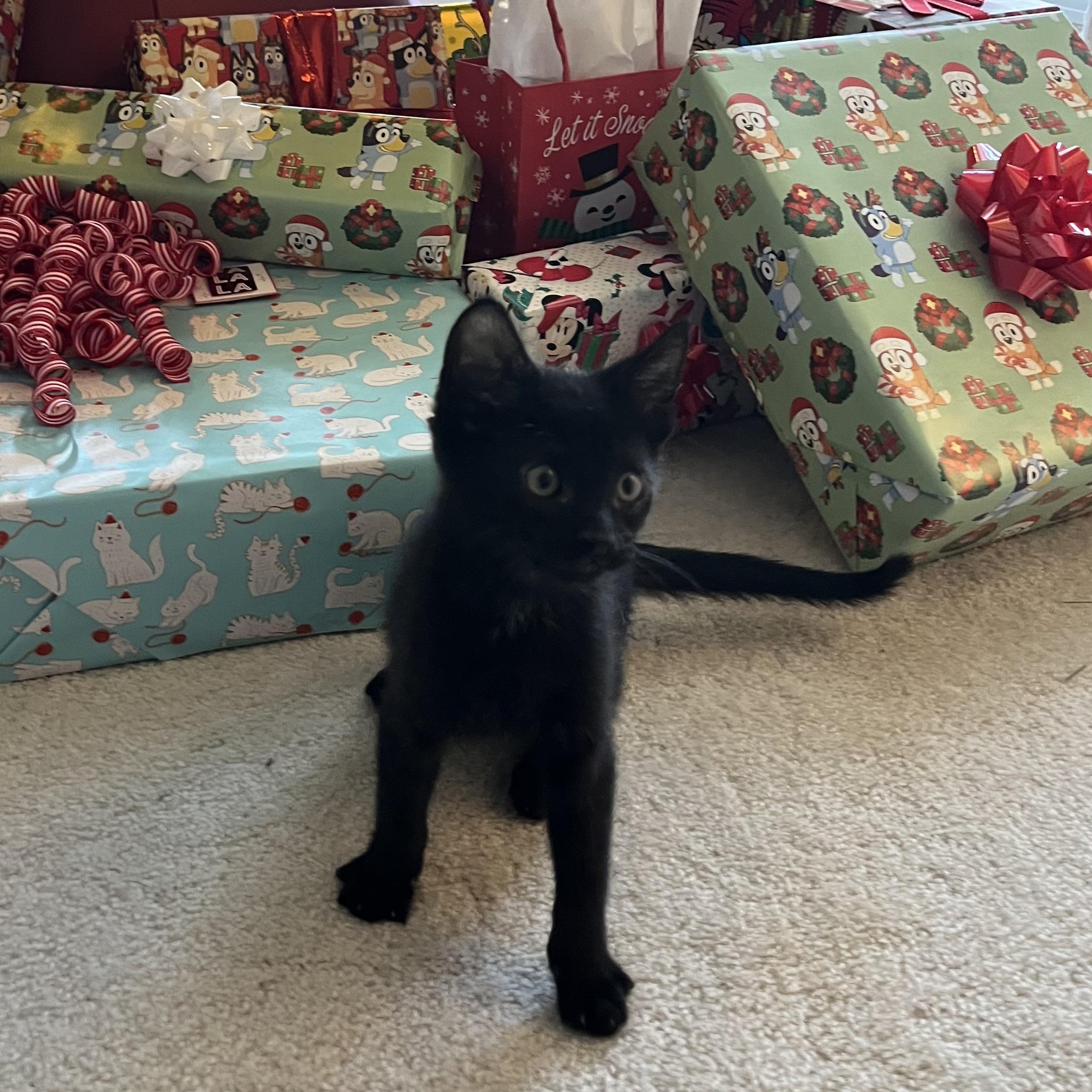 Enlarge Binx, a Adoptable Domestic Short Hair in Duluth, GA image 4/4