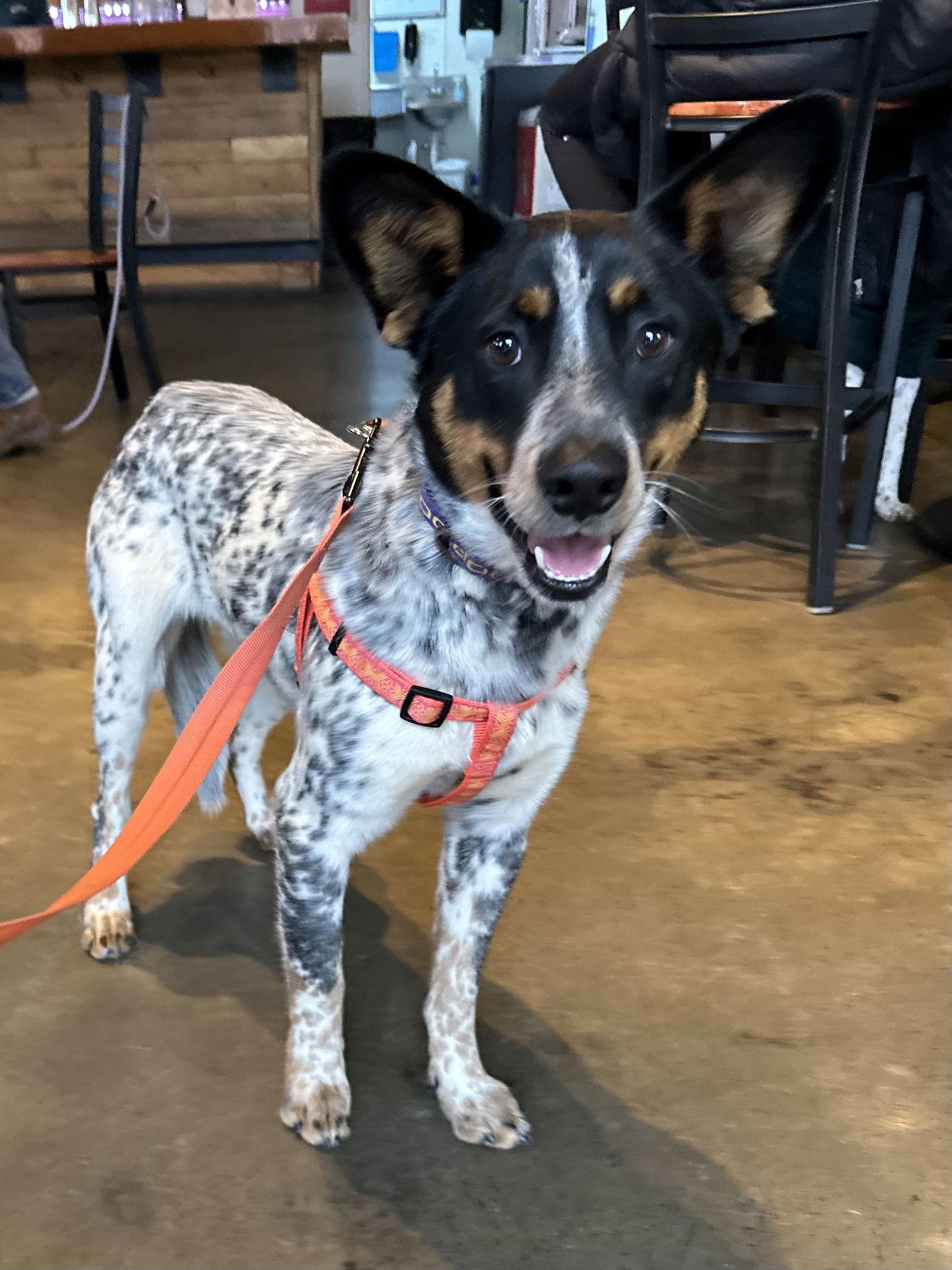 Enlarge Echo, a Adoptable Australian Cattle Dog / Blue Heeler in Charlotte, NC image 1/3