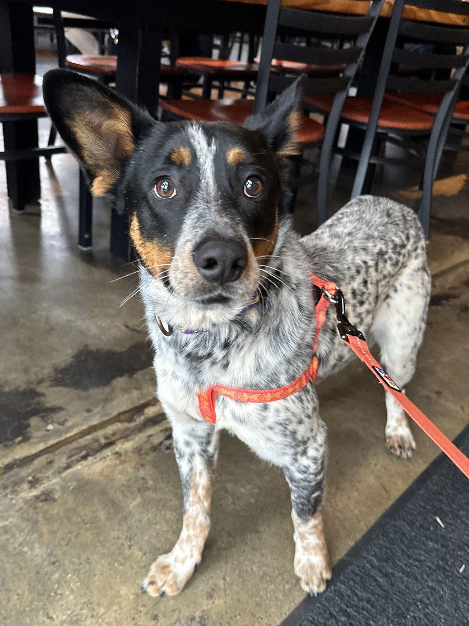 Enlarge Echo, a Adoptable Australian Cattle Dog / Blue Heeler in Charlotte, NC image 2/3