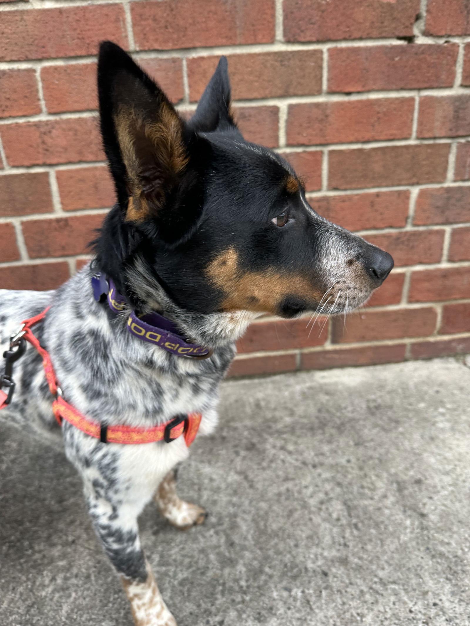 Enlarge Echo, a Adoptable Australian Cattle Dog / Blue Heeler in Charlotte, NC image 3/3