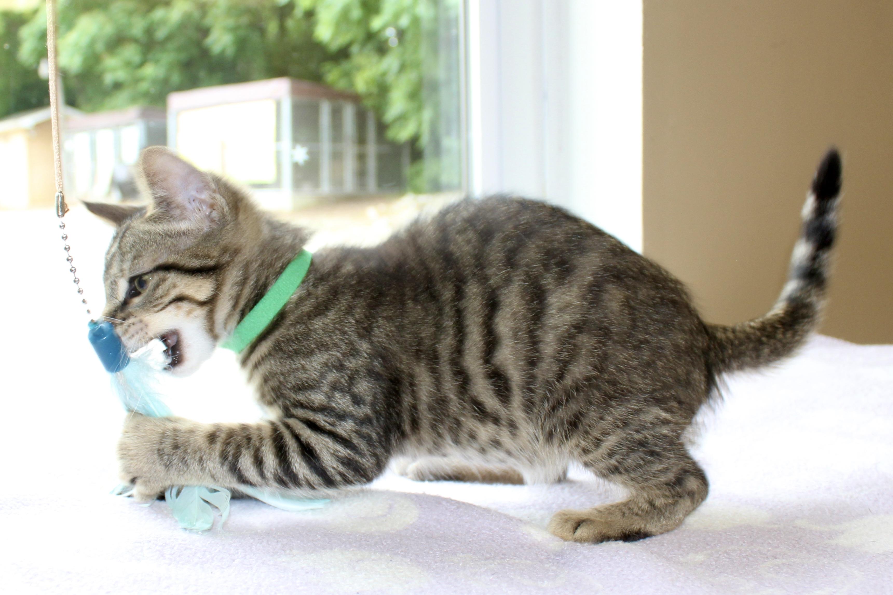 SHELDON photo 2
