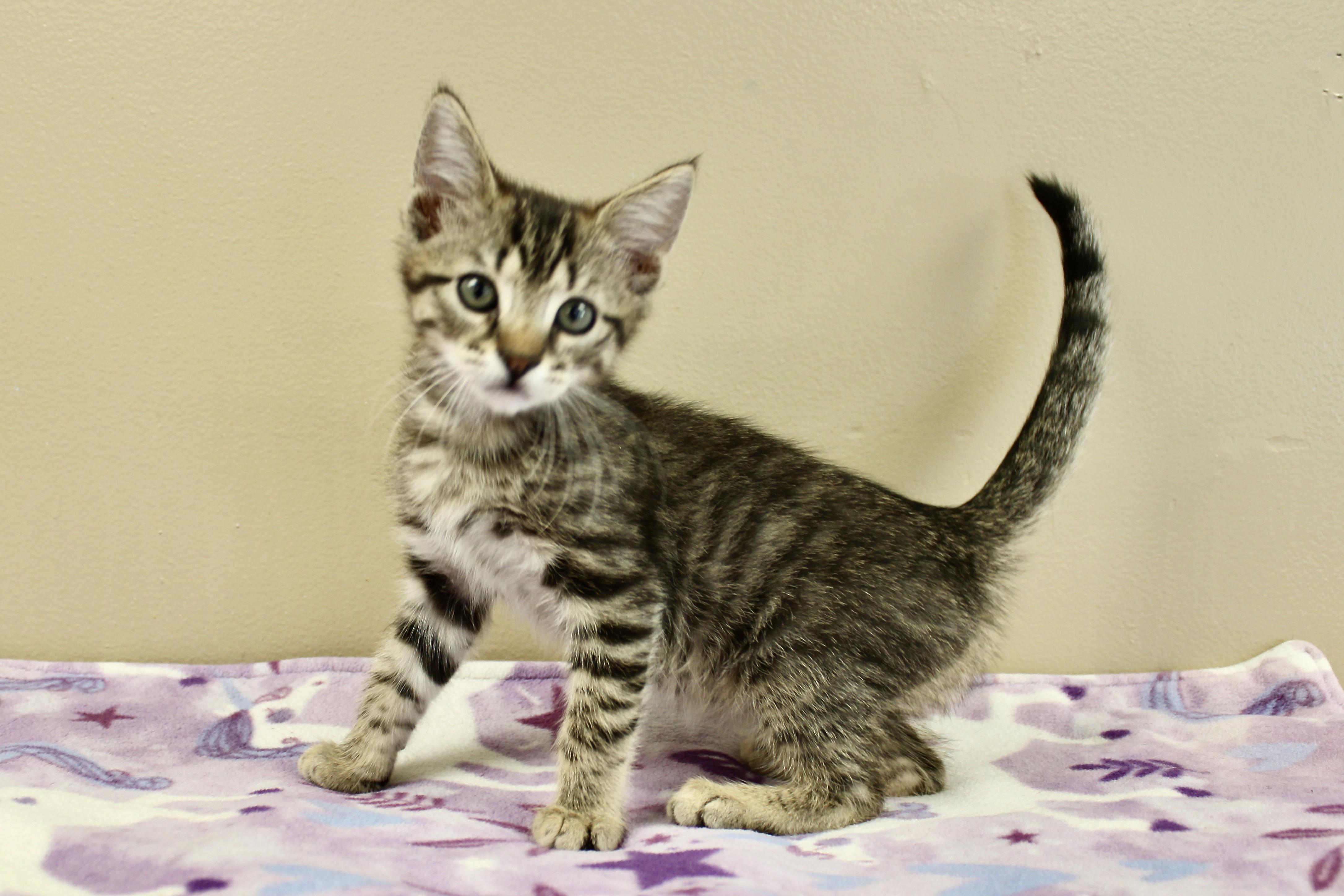 SHELDON, Baby Male Domestic Short Hair