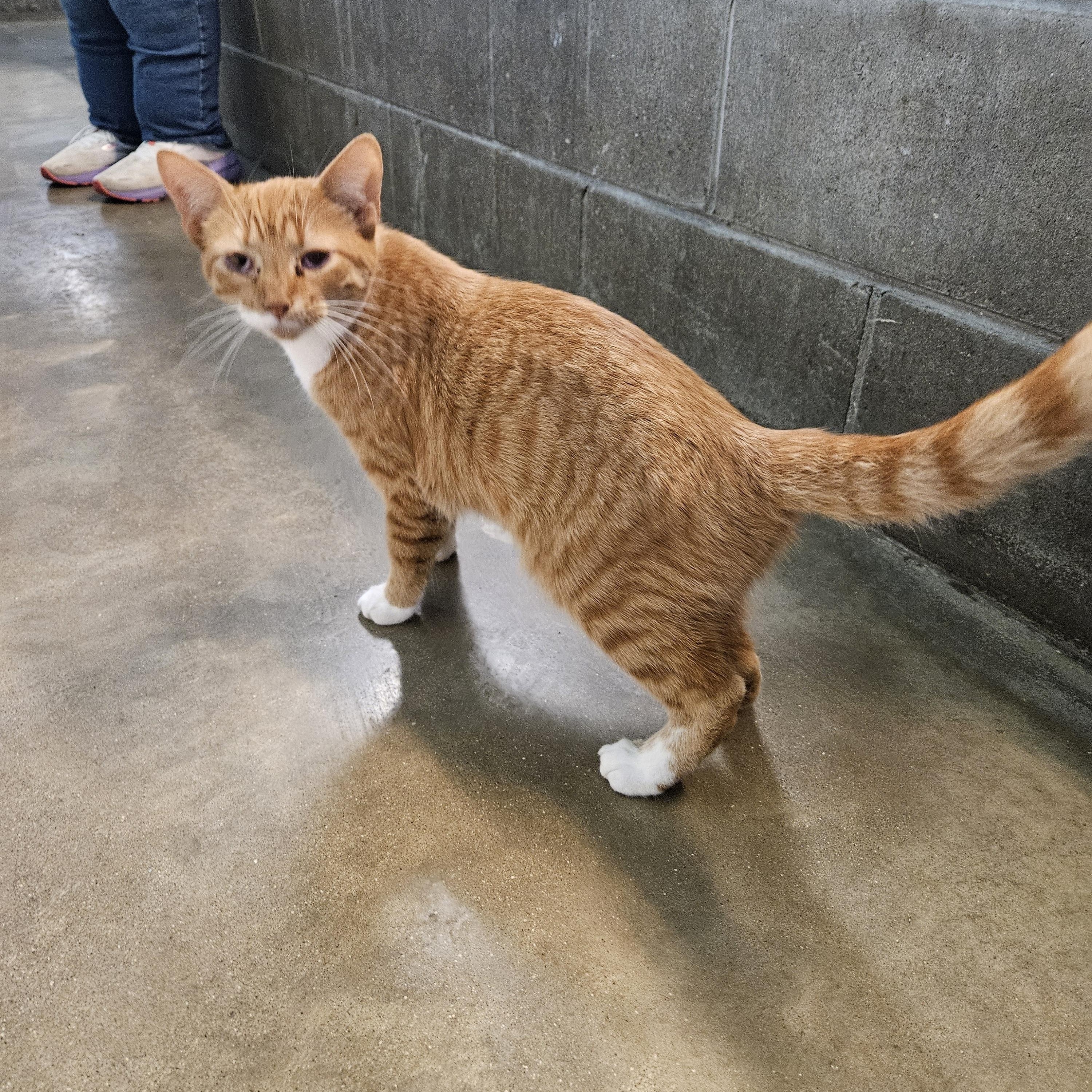 Dorito, ADOPTABLE, Young Male Domestic Short Hair.