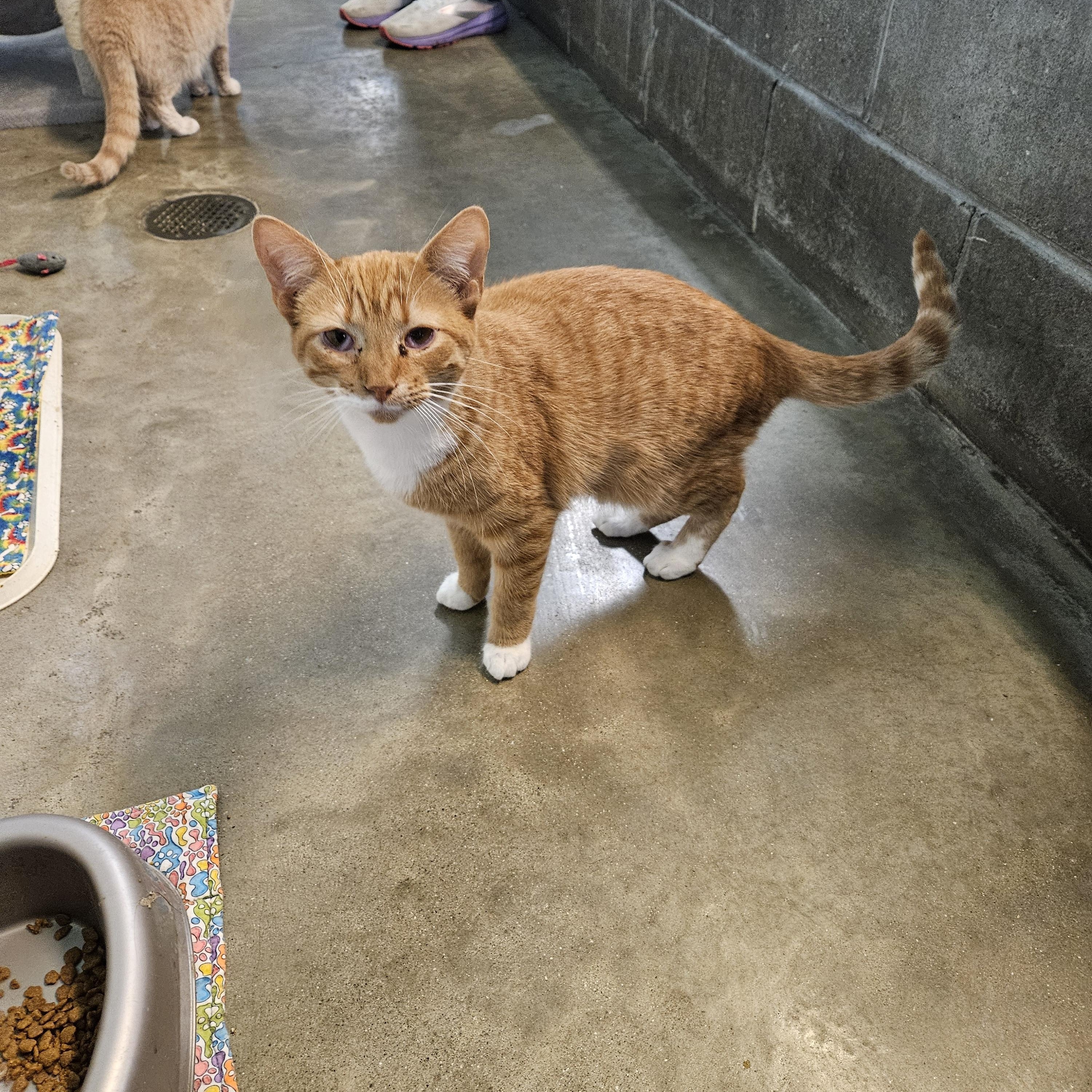 Enlarge Dorito, a ADOPTABLE Domestic Short Hair in Petersburg, IN image 2/2