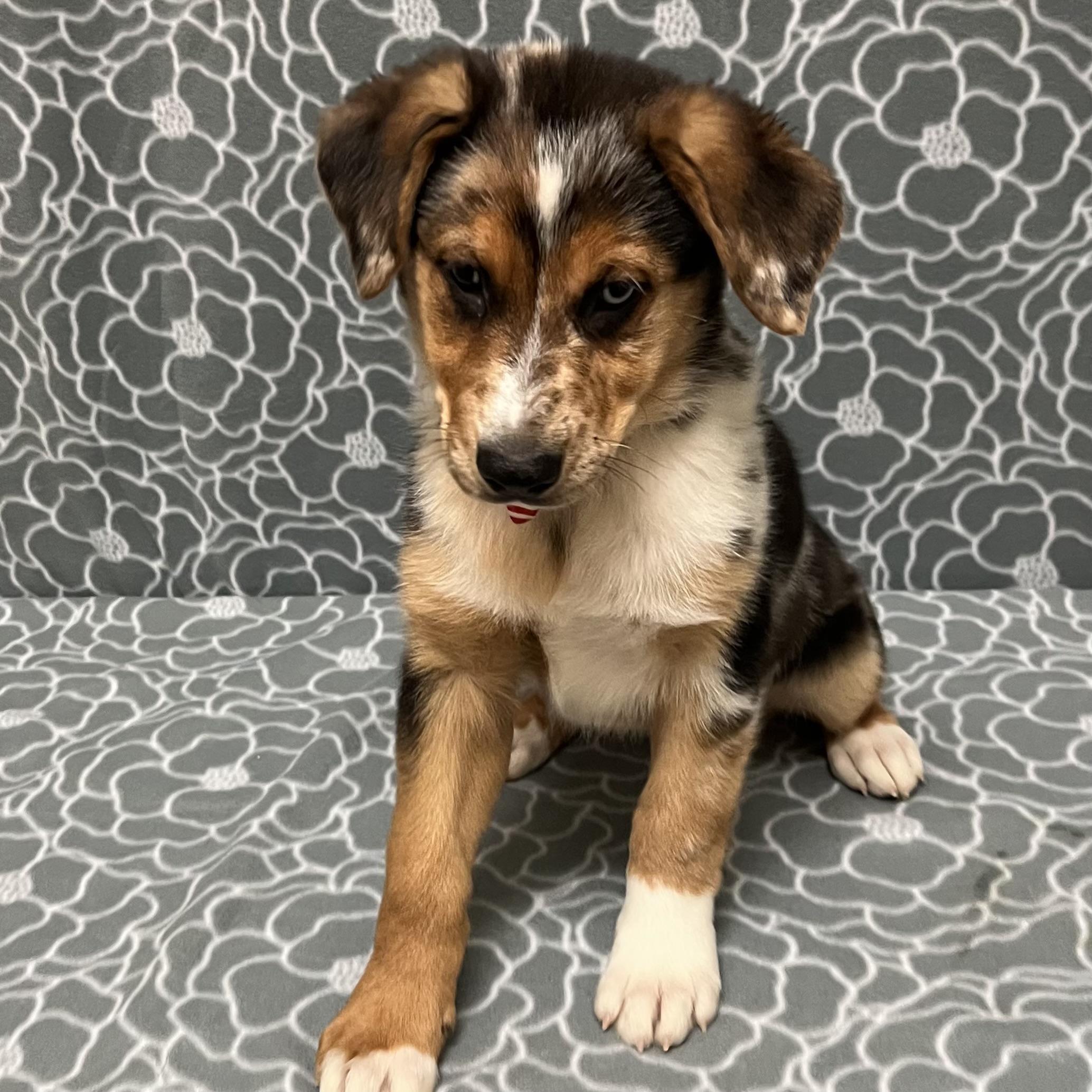 Enlarge Bailey, an adopted mixed breed in Libertyville, IL image 3/3