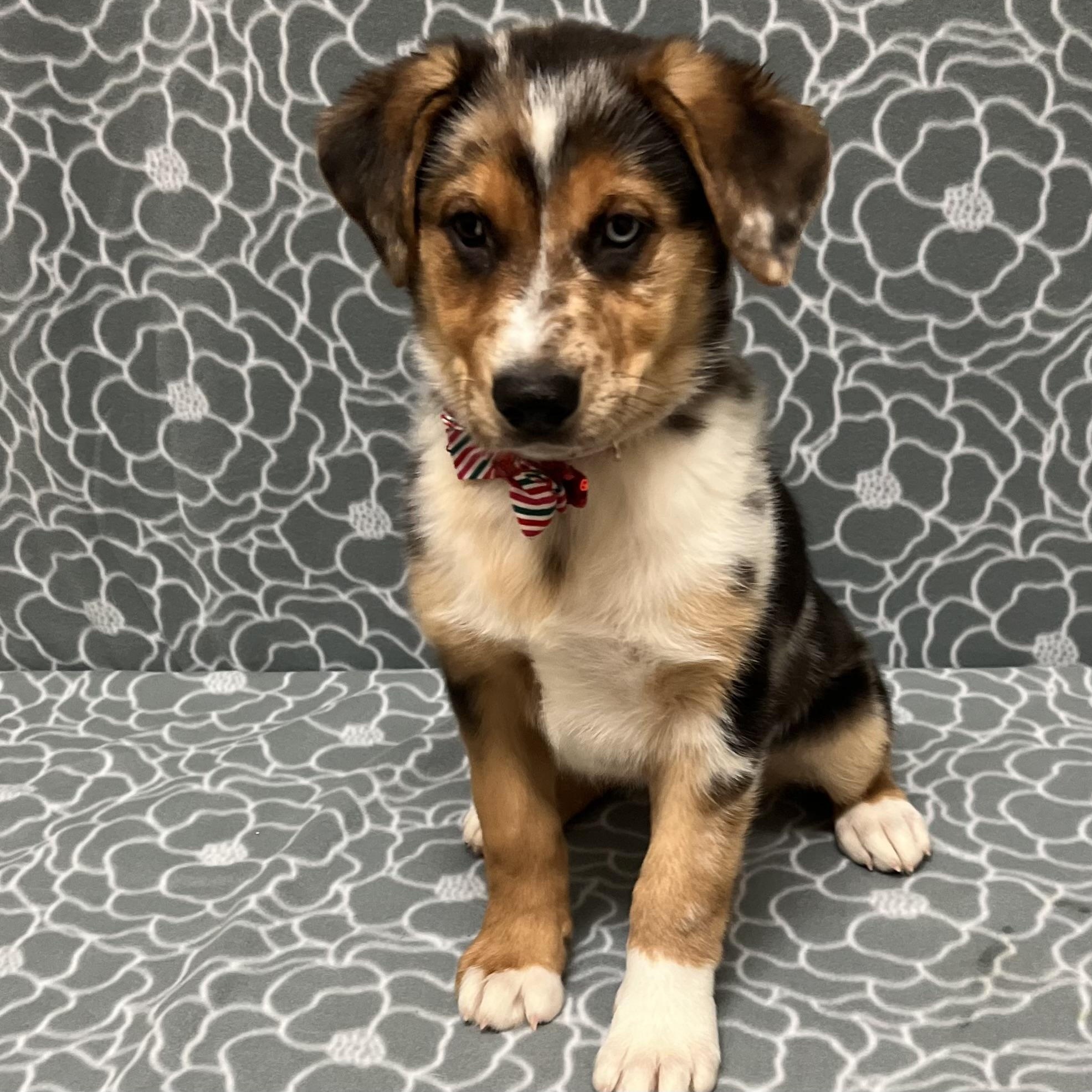 Enlarge Bailey, an adopted mixed breed in Libertyville, IL image 1/3