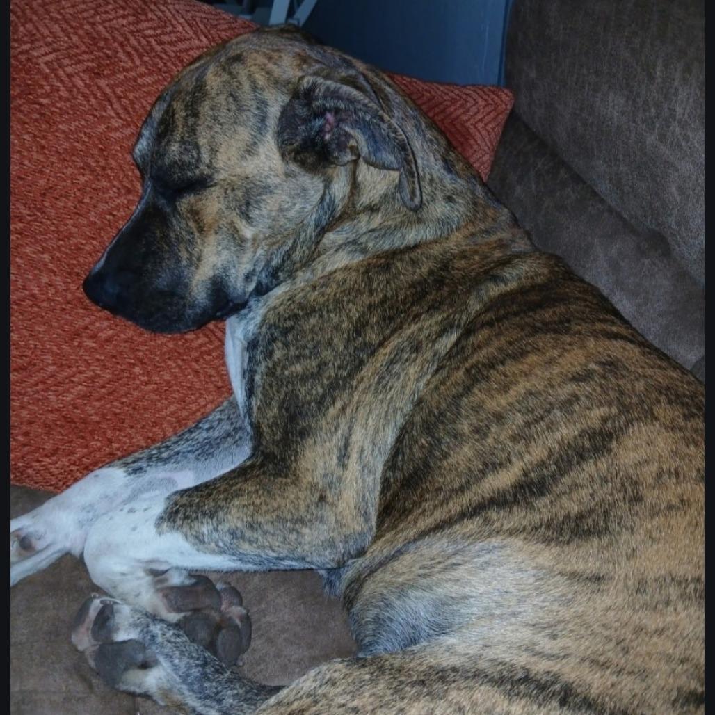 Buddy, Adoptable, Young Male Mixed Breed.
