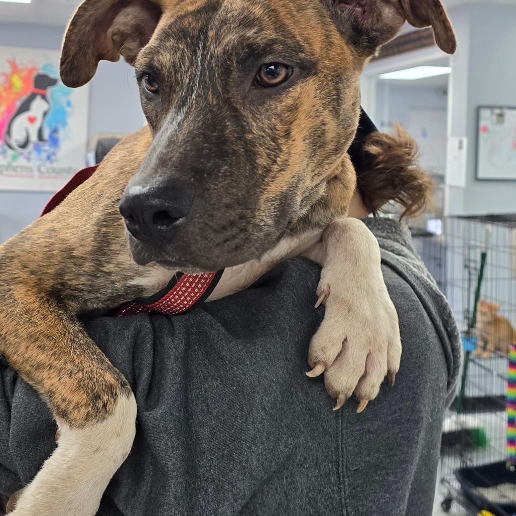Buddy, Adoptable, Young Male Mixed Breed.