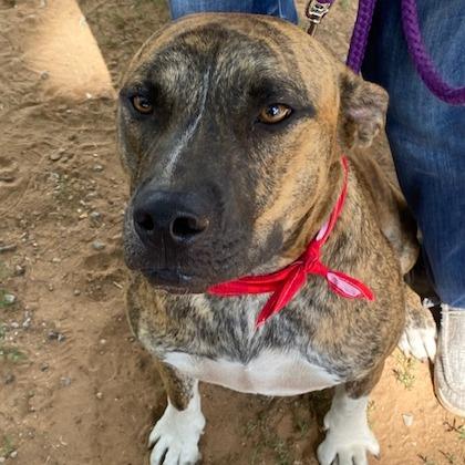 Enlarge Buddy, a Adoptable Mixed Breed in Duncan, OK image 4/6
