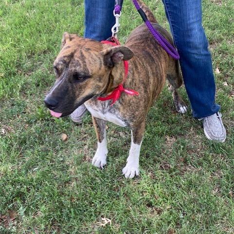 Buddy, a Adoptable Mixed Breed in Duncan, OK image 4/6