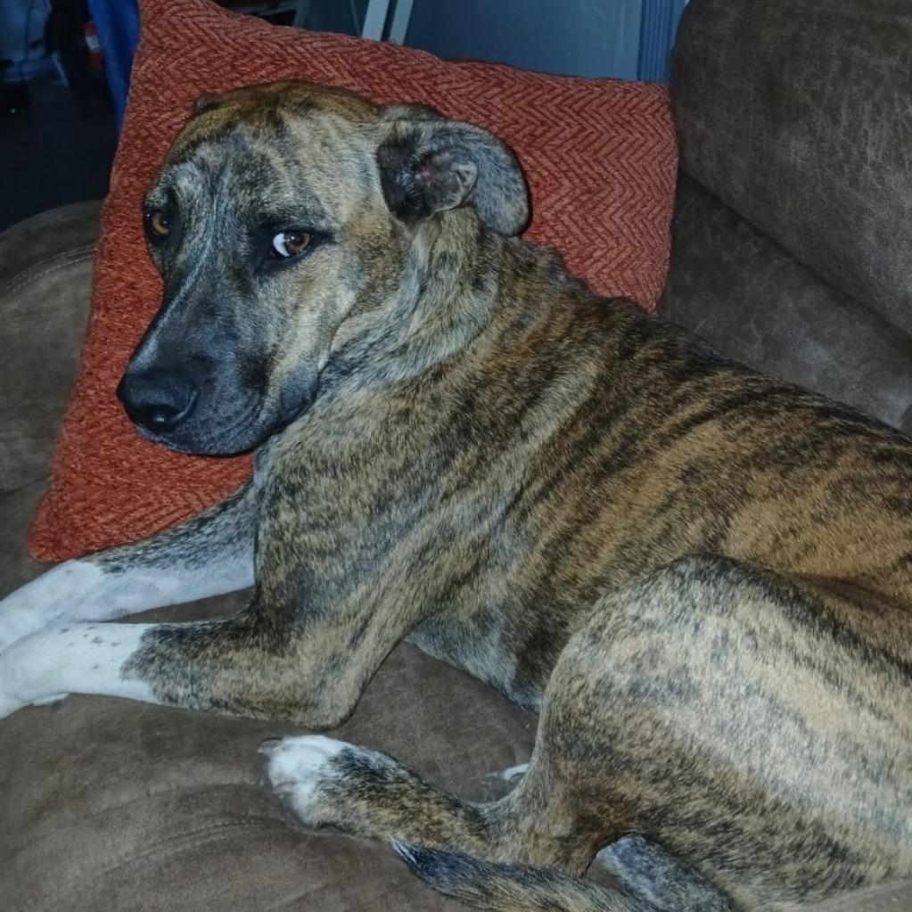 Buddy, a Adoptable Mixed Breed in Duncan, OK image 4/5