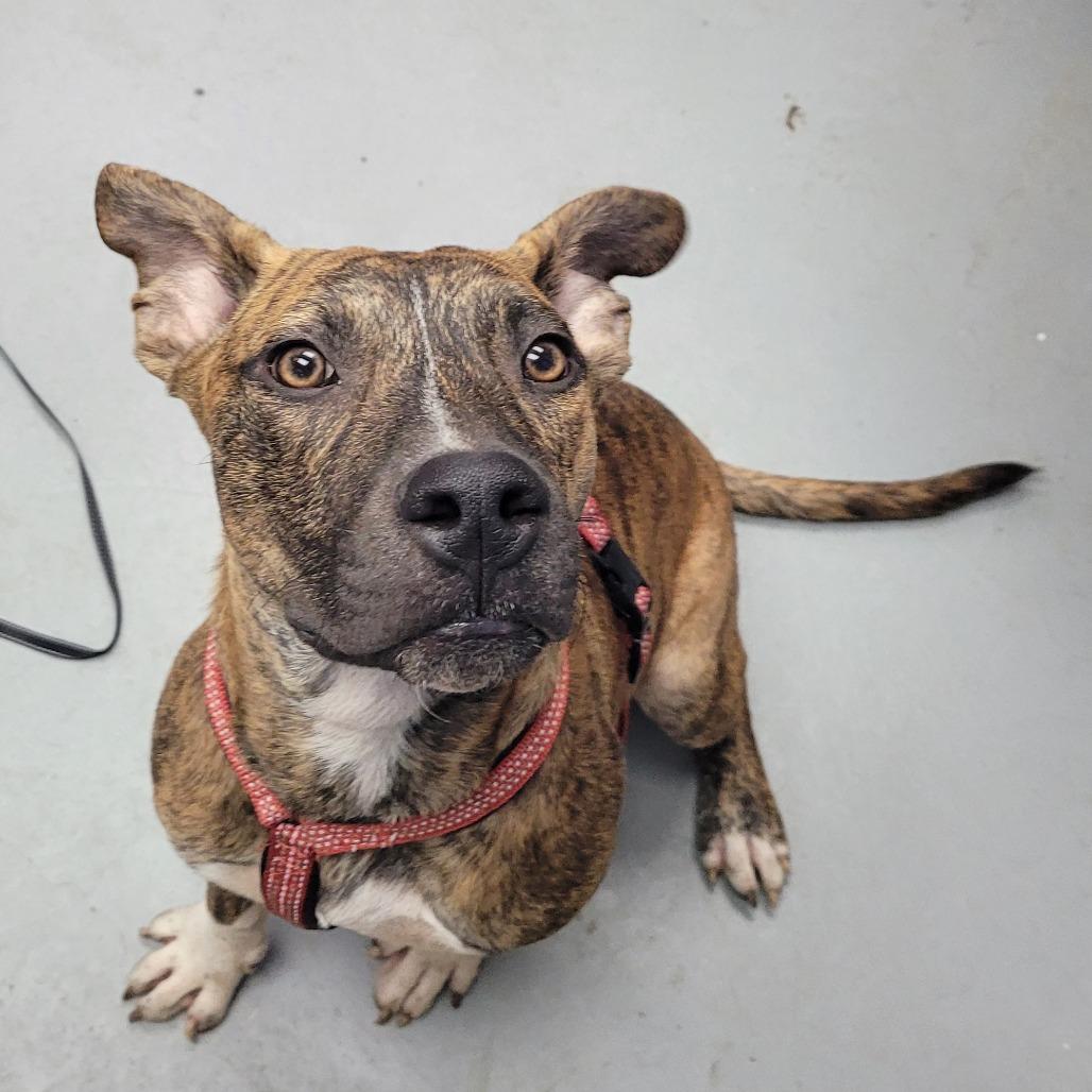 Enlarge Buddy, a Adoptable Mixed Breed in Duncan, OK image 3/3