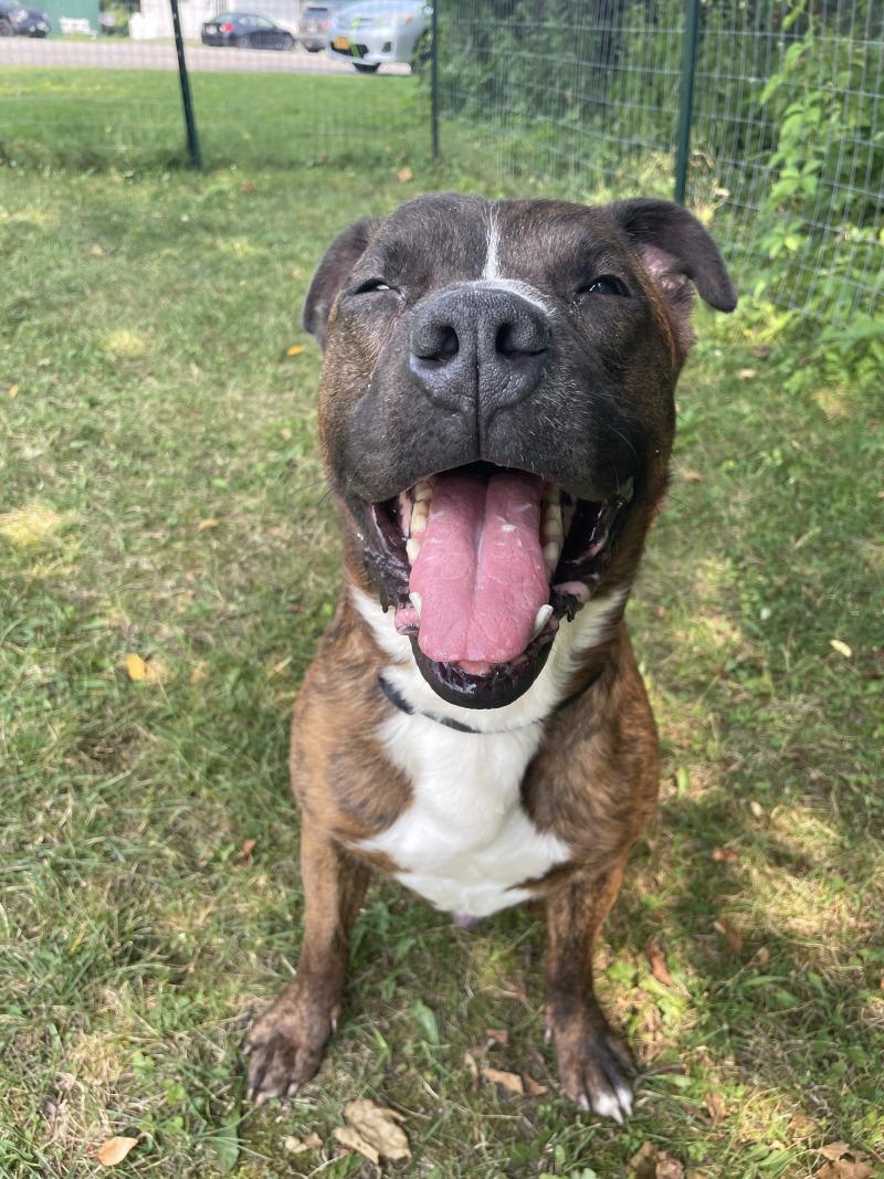 Rubble, Adoptable, Senior Male Pit Bull Terrier & Mixed Breed.