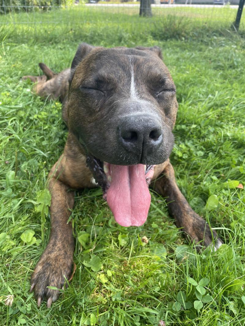 Rubble, a Adoptable mixed breed in Cortland, NY image 2/6