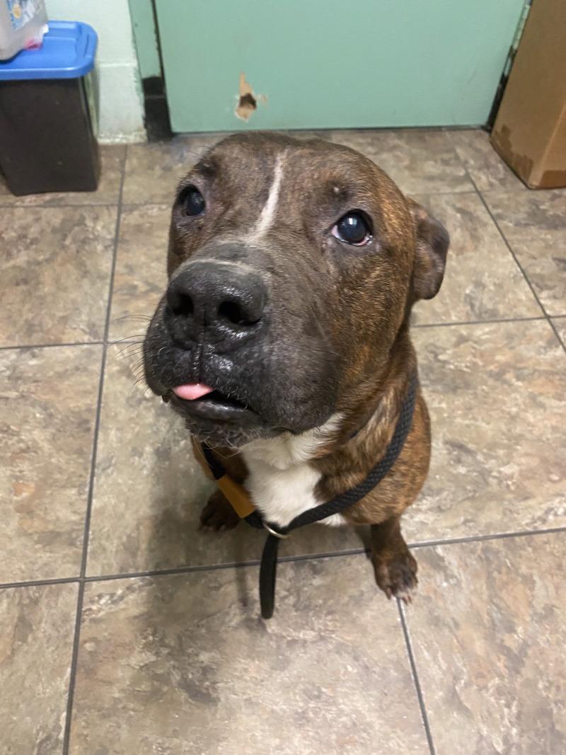 Rubble, a Adoptable mixed breed in Cortland, NY image 3/6