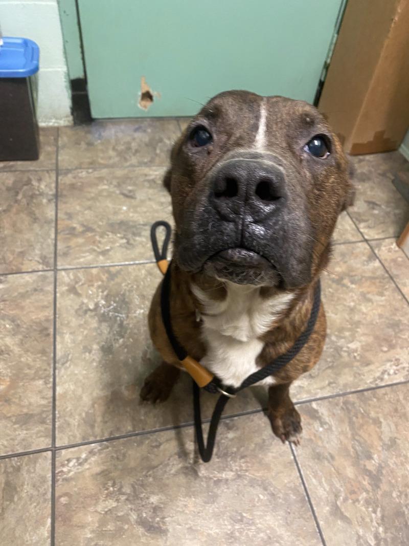 Rubble, a Adoptable mixed breed in Cortland, NY image 4/6