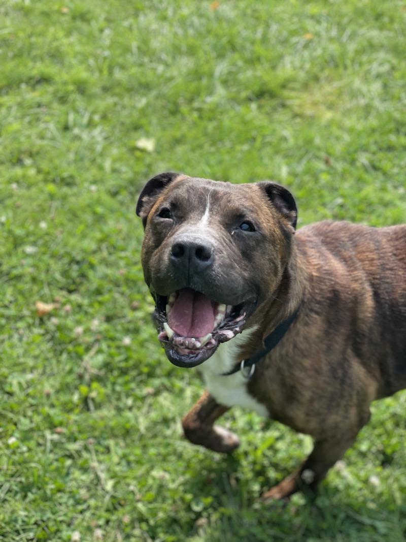 Rubble, a Adoptable mixed breed in Cortland, NY image 5/6