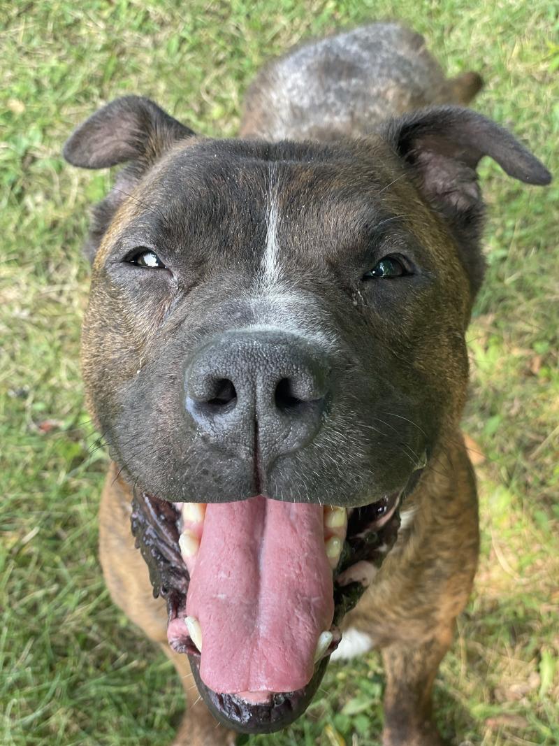 Rubble, a Adoptable mixed breed in Cortland, NY image 6/6