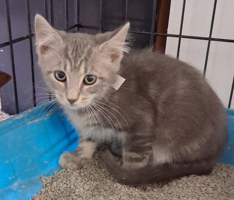 Eddie, Adoptable, Kitten Male Domestic Short Hair.