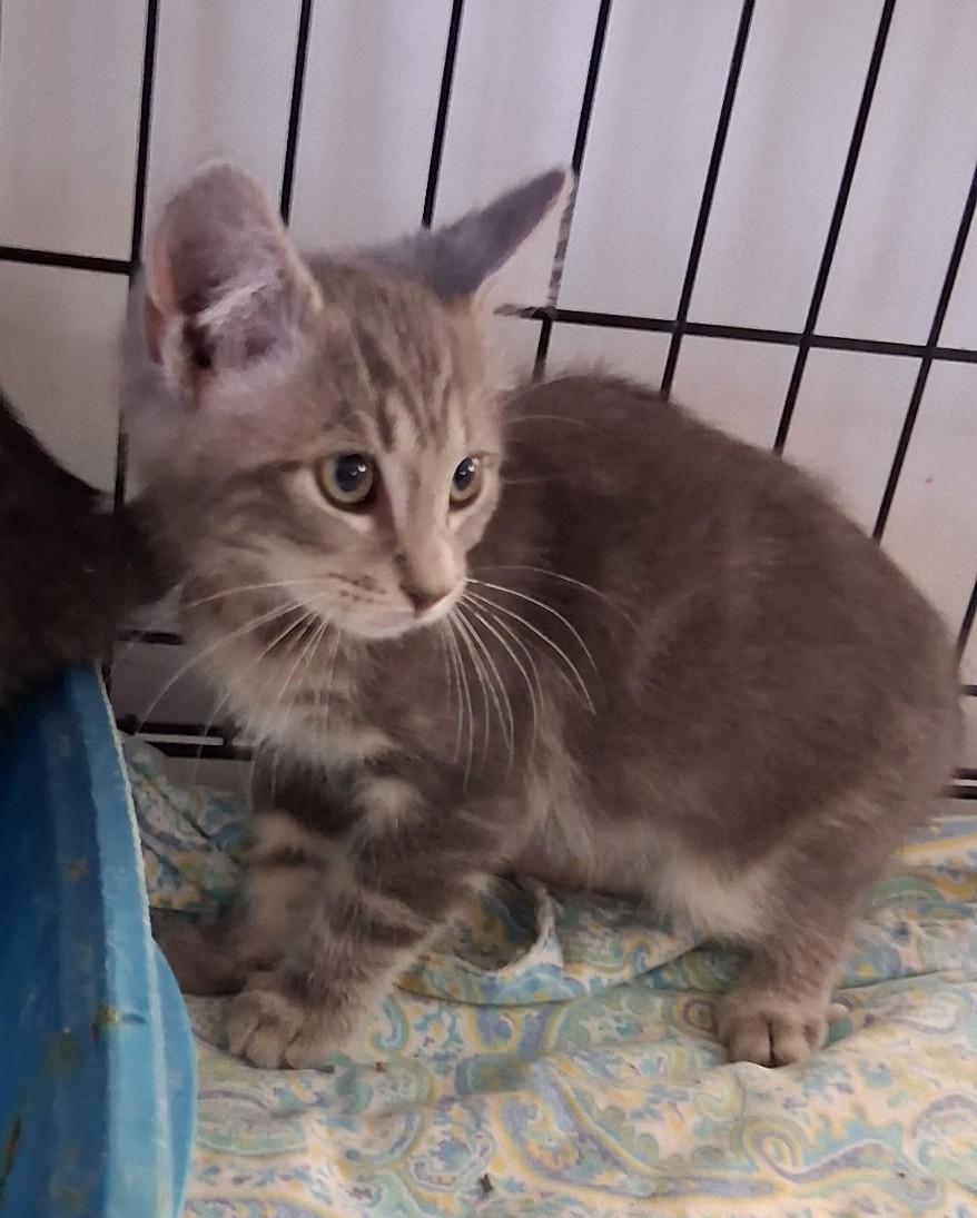 Eddie, a Adoptable Domestic Short Hair in Avon, NY image 2/2