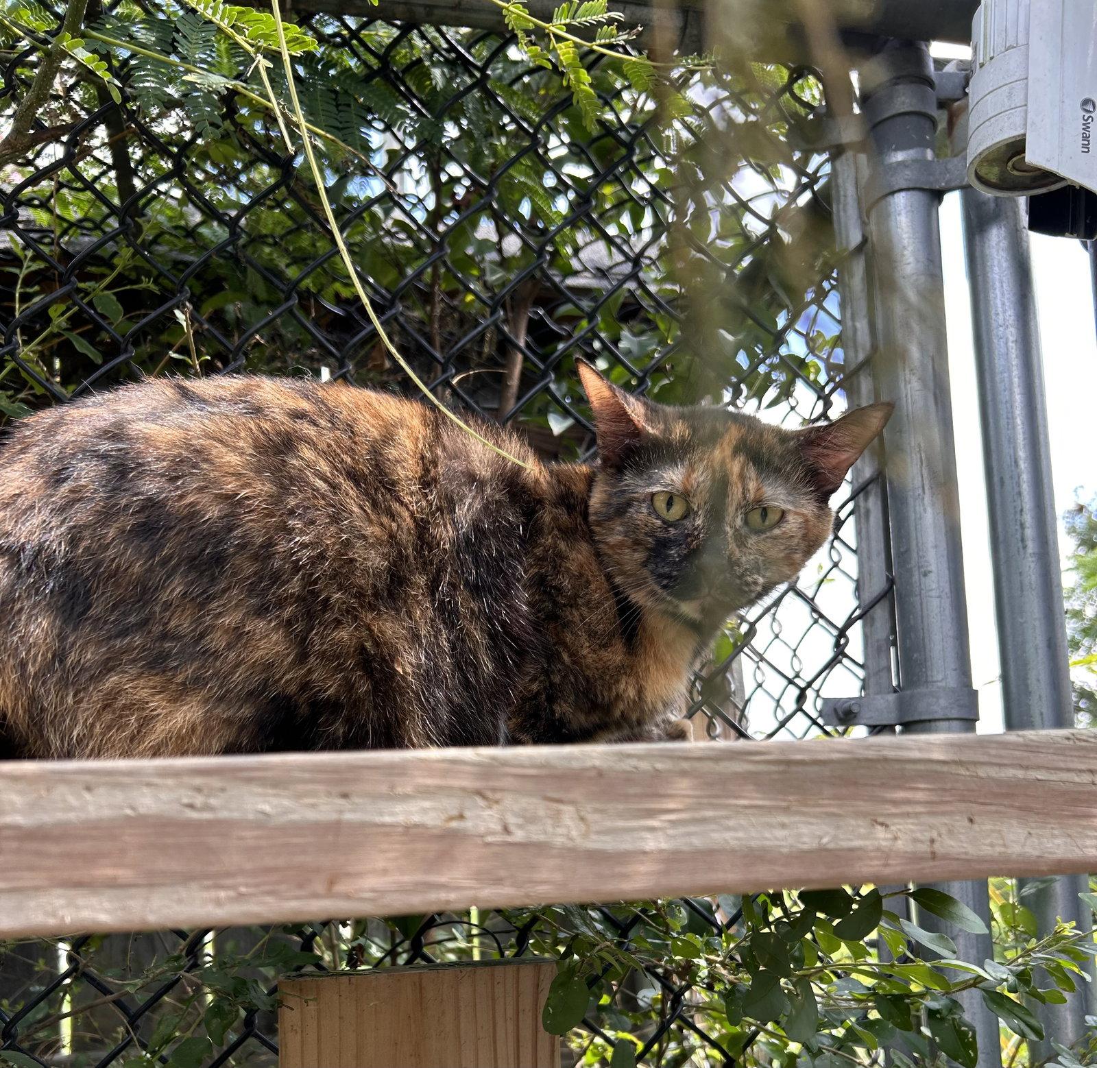 Enlarge Flame, a Adoptable Tortoiseshell in Locust Grove, GA image 1/3