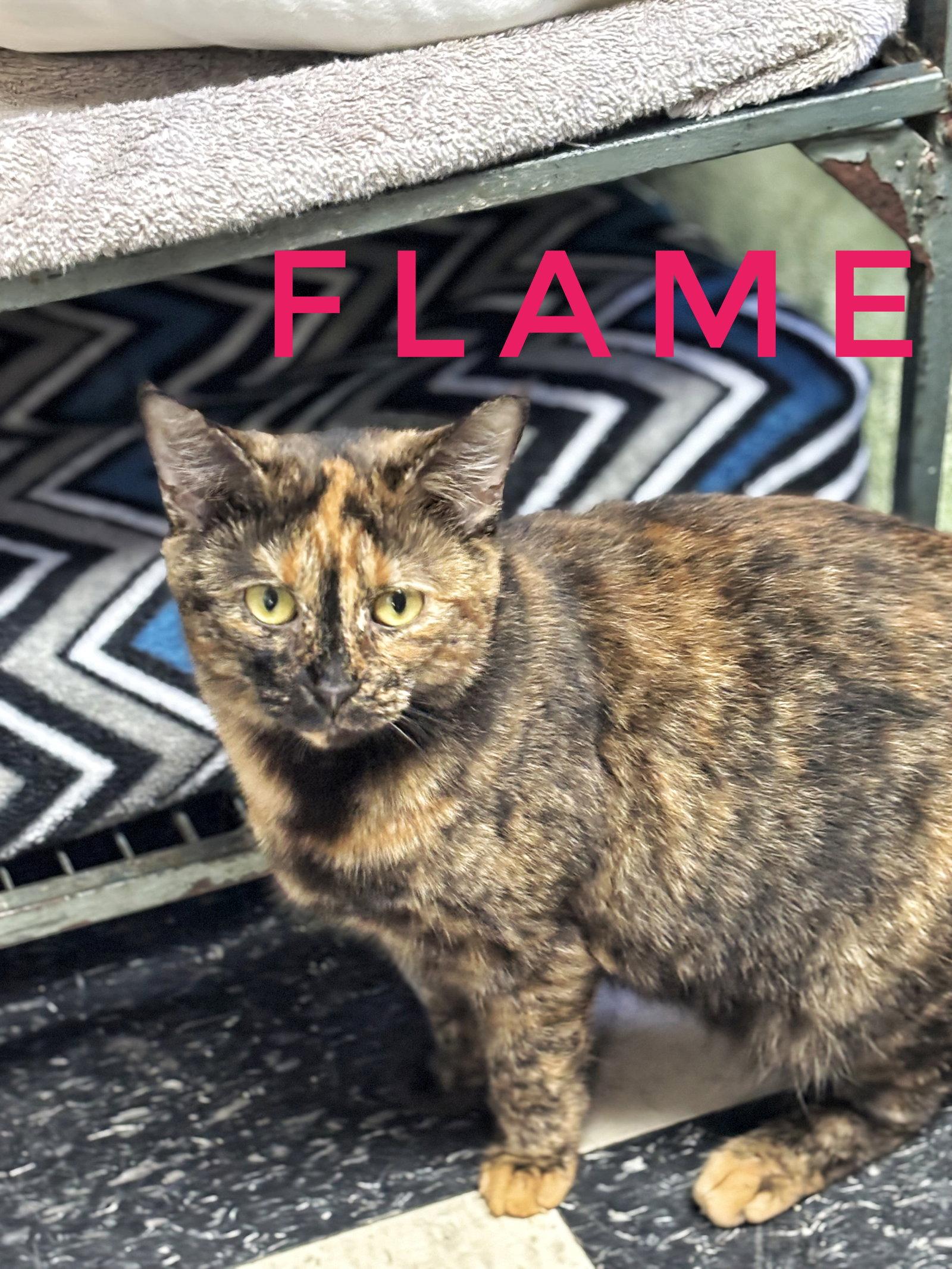 Enlarge Flame, a Adoptable Tortoiseshell in Locust Grove, GA image 2/3