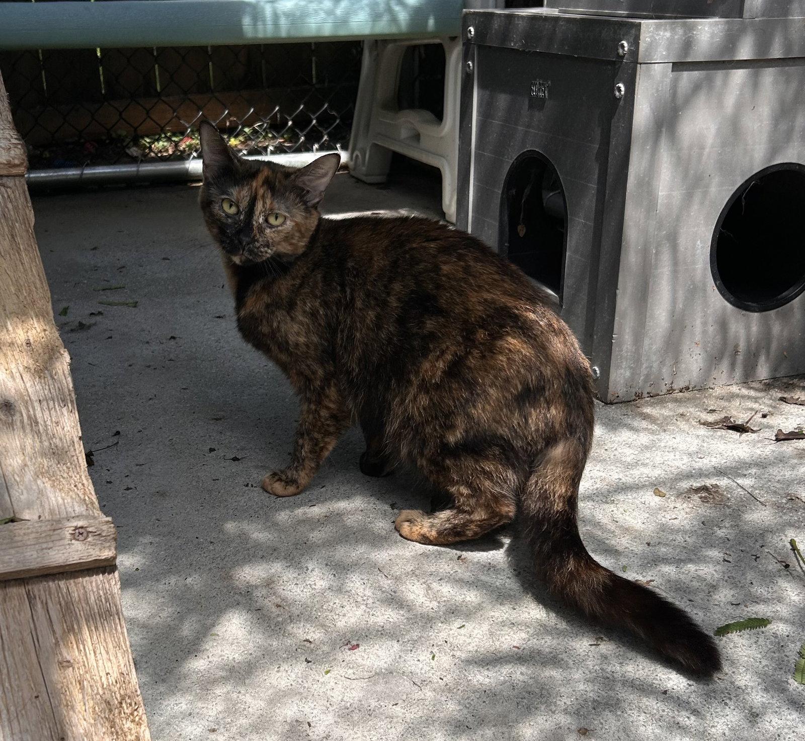 Enlarge Flame, a Adoptable Tortoiseshell in Locust Grove, GA image 3/3