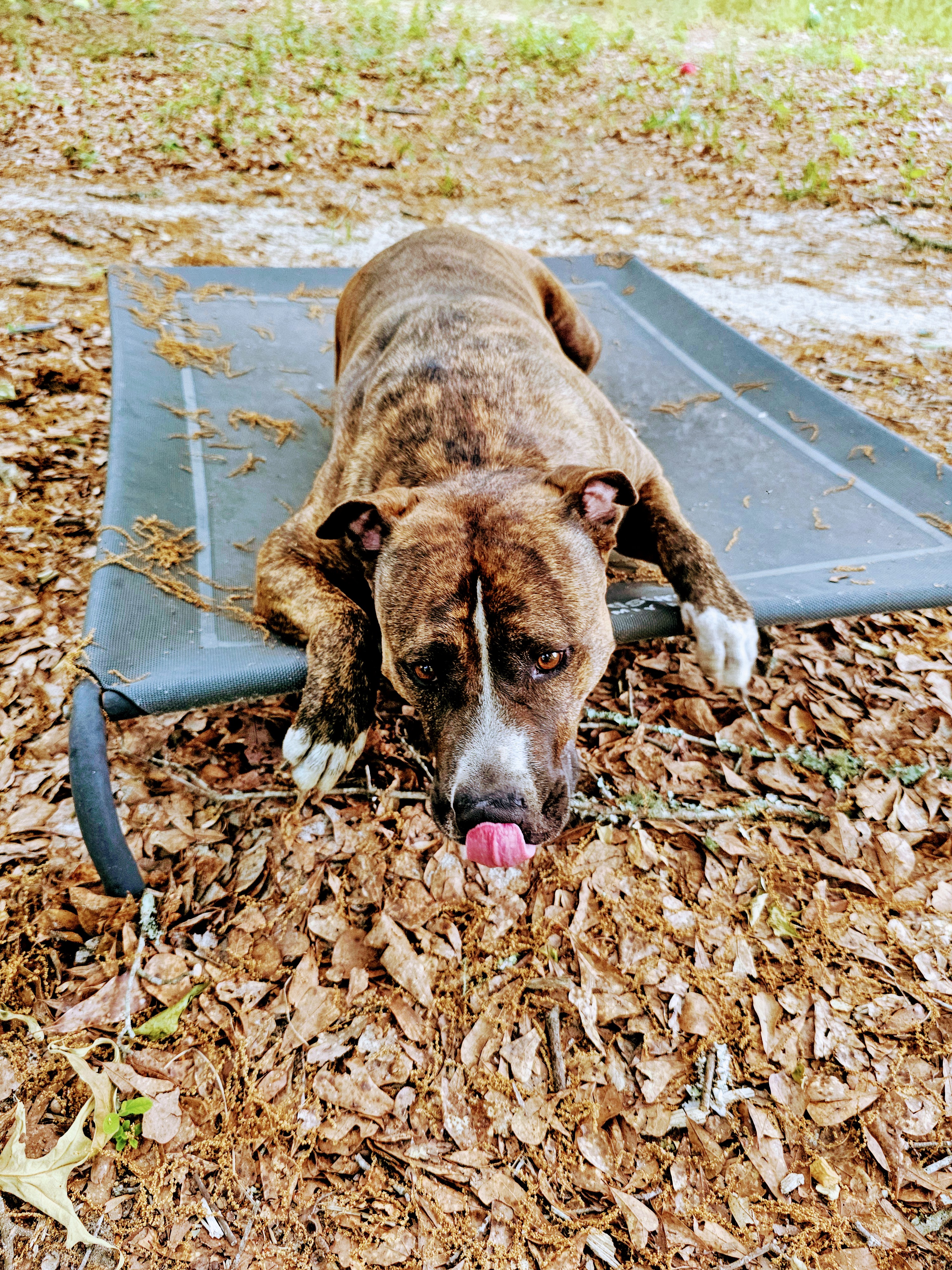 Enlarge Ari, a Adoptable mixed breed in Orangeburg, SC image 7/7