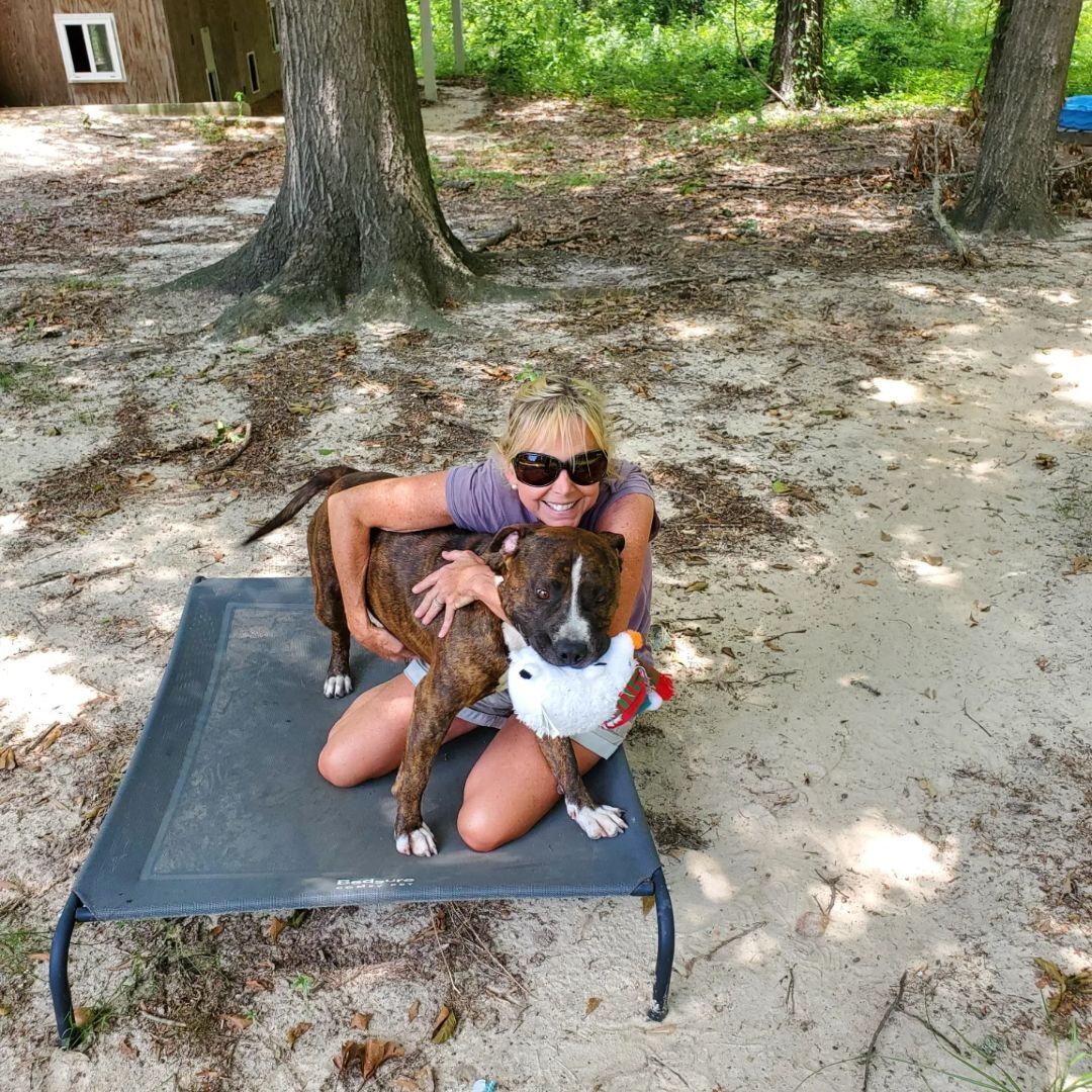 Ari, a Adoptable mixed breed in Orangeburg, SC image 6/7