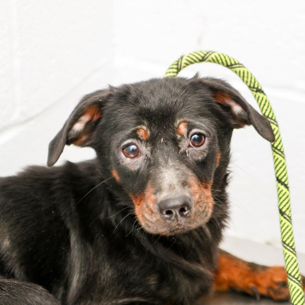 Enlarge Chesterfield's, a Adoptable mixed breed in Hattiesburg, MS image 1/3