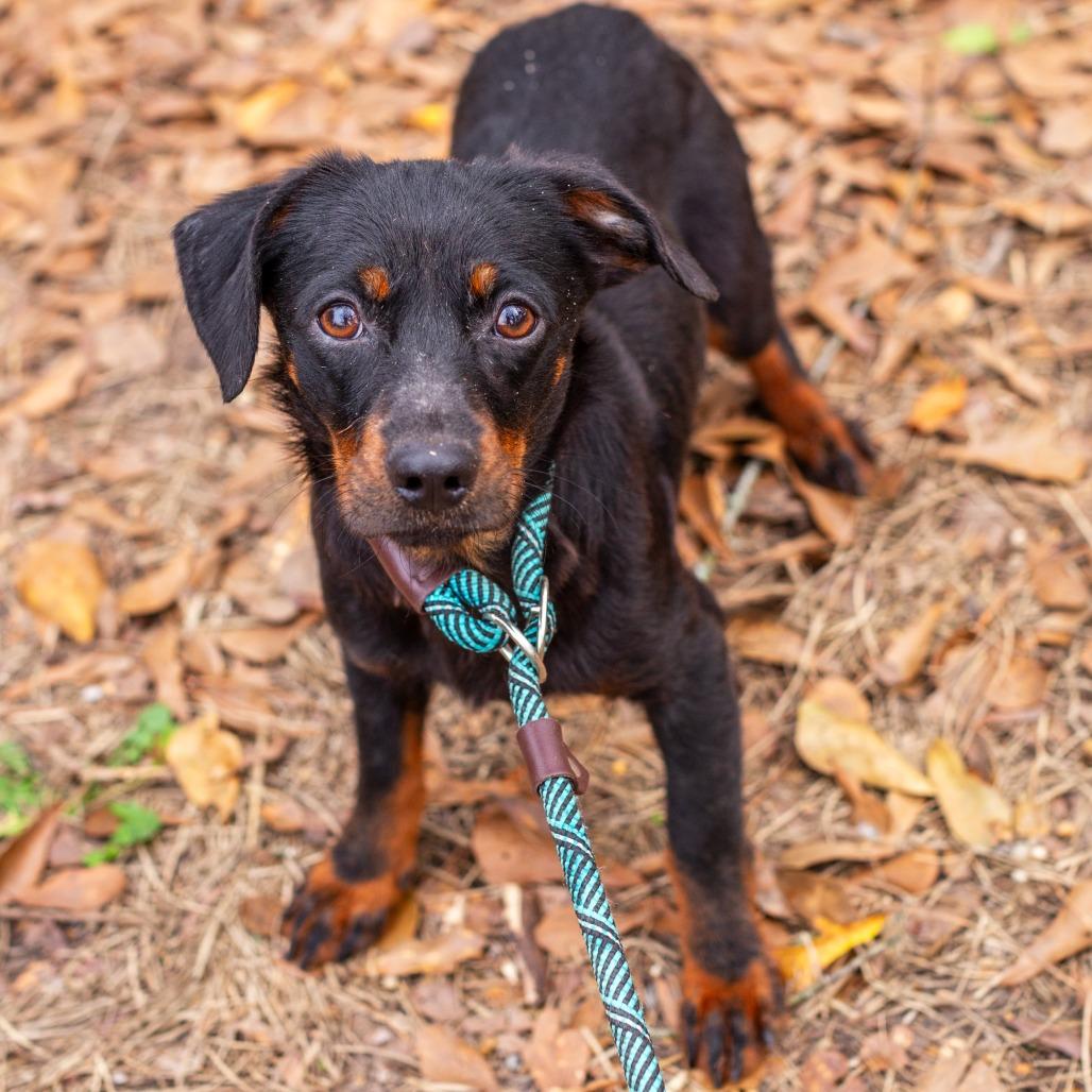 Enlarge Chesterfield's, a Adoptable mixed breed in Hattiesburg, MS image 3/3