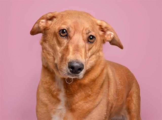 Enlarge BELLA, a Adoptable Plott Hound in Saint Louis, MO image 1/1