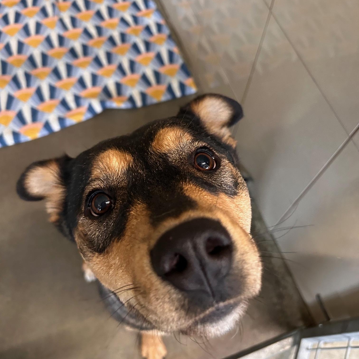 Kinkajou, Adoptable, Adult Female Shepherd.
