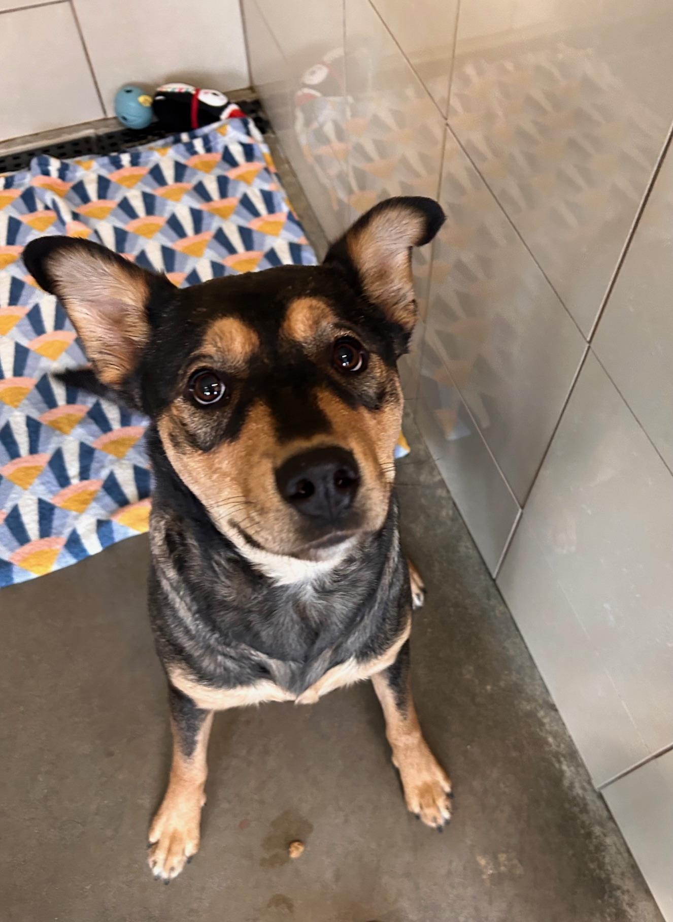 Enlarge Kinkajou, a Adoptable Shepherd in Seneca, PA image 2/2