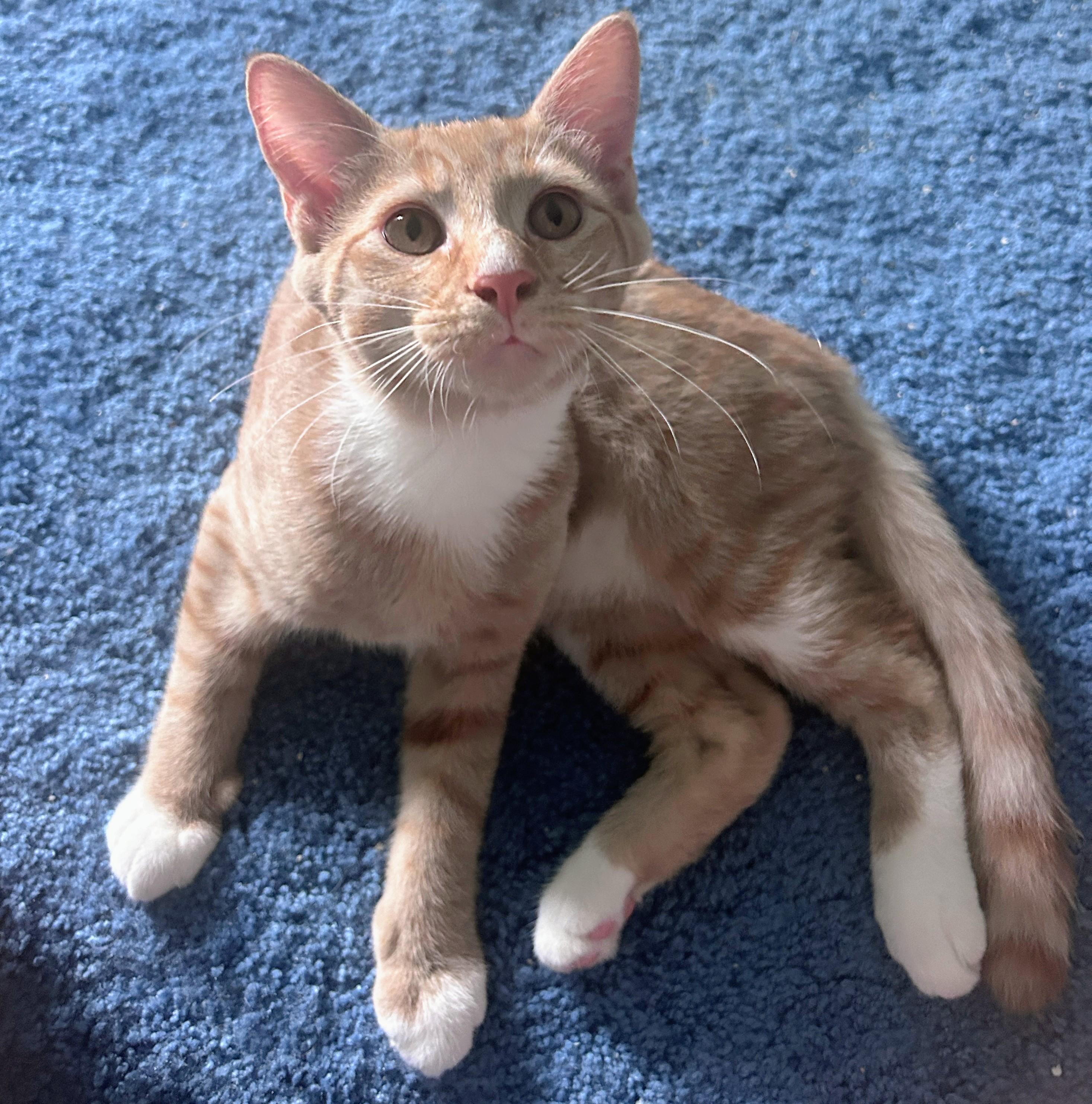 Spud, adoptable, Kitten Male Tabby & Siamese.